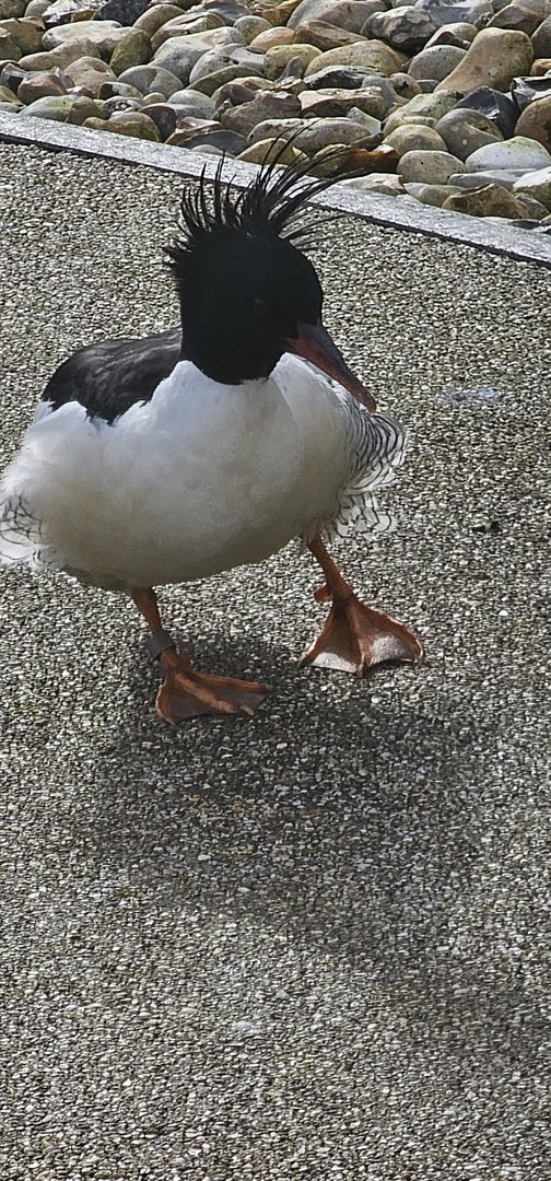 scaly sided merganser