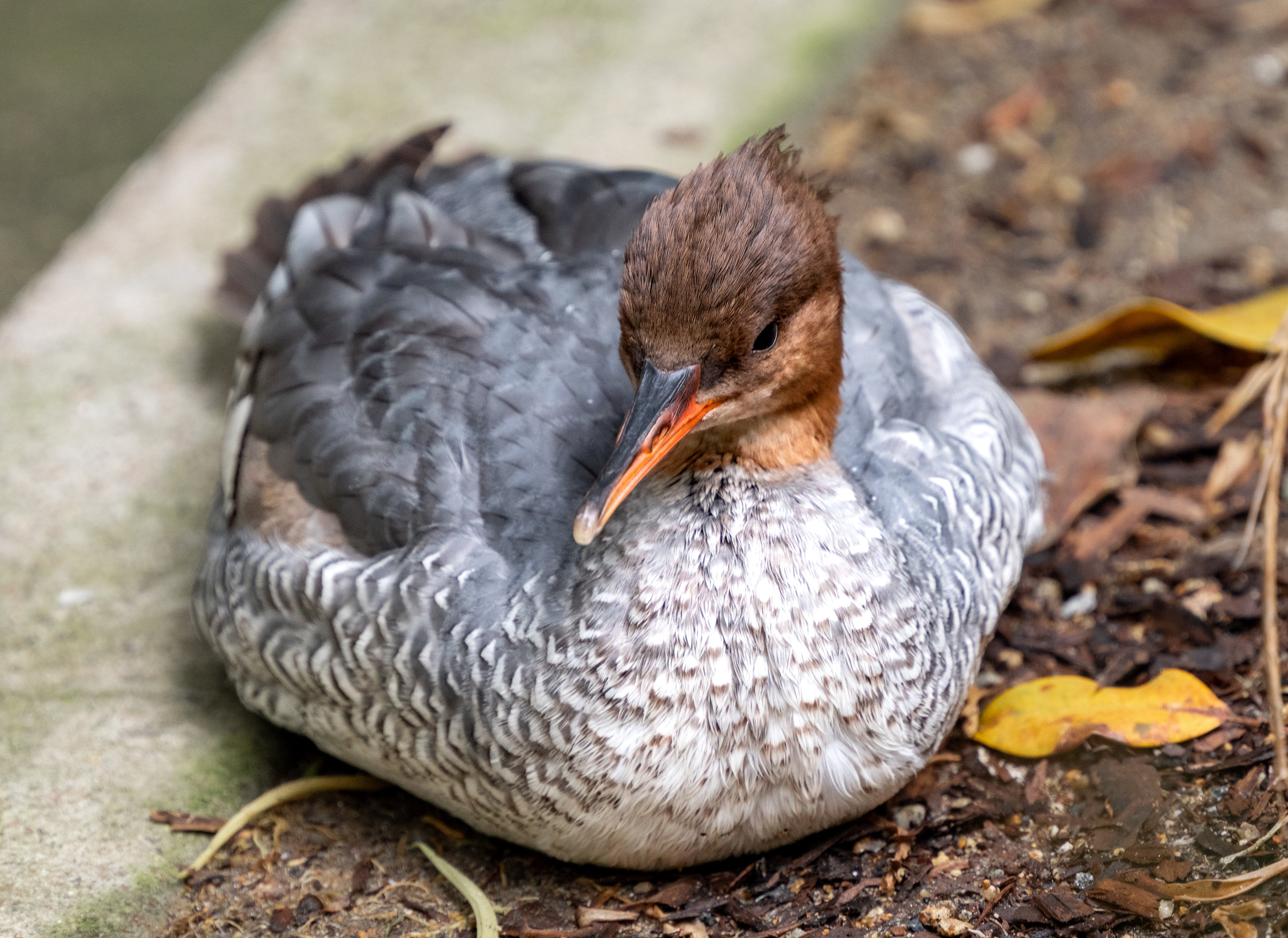 Scaly Sided Merganser