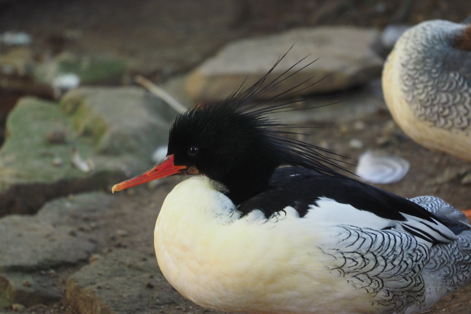 Scaly-Sided Merganser