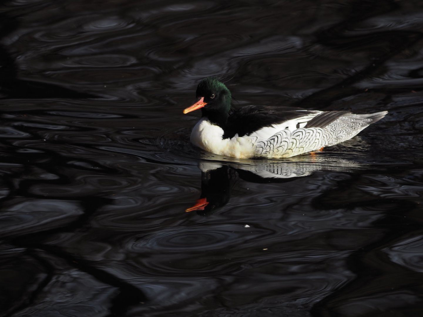 Scaly-Sided Merganser