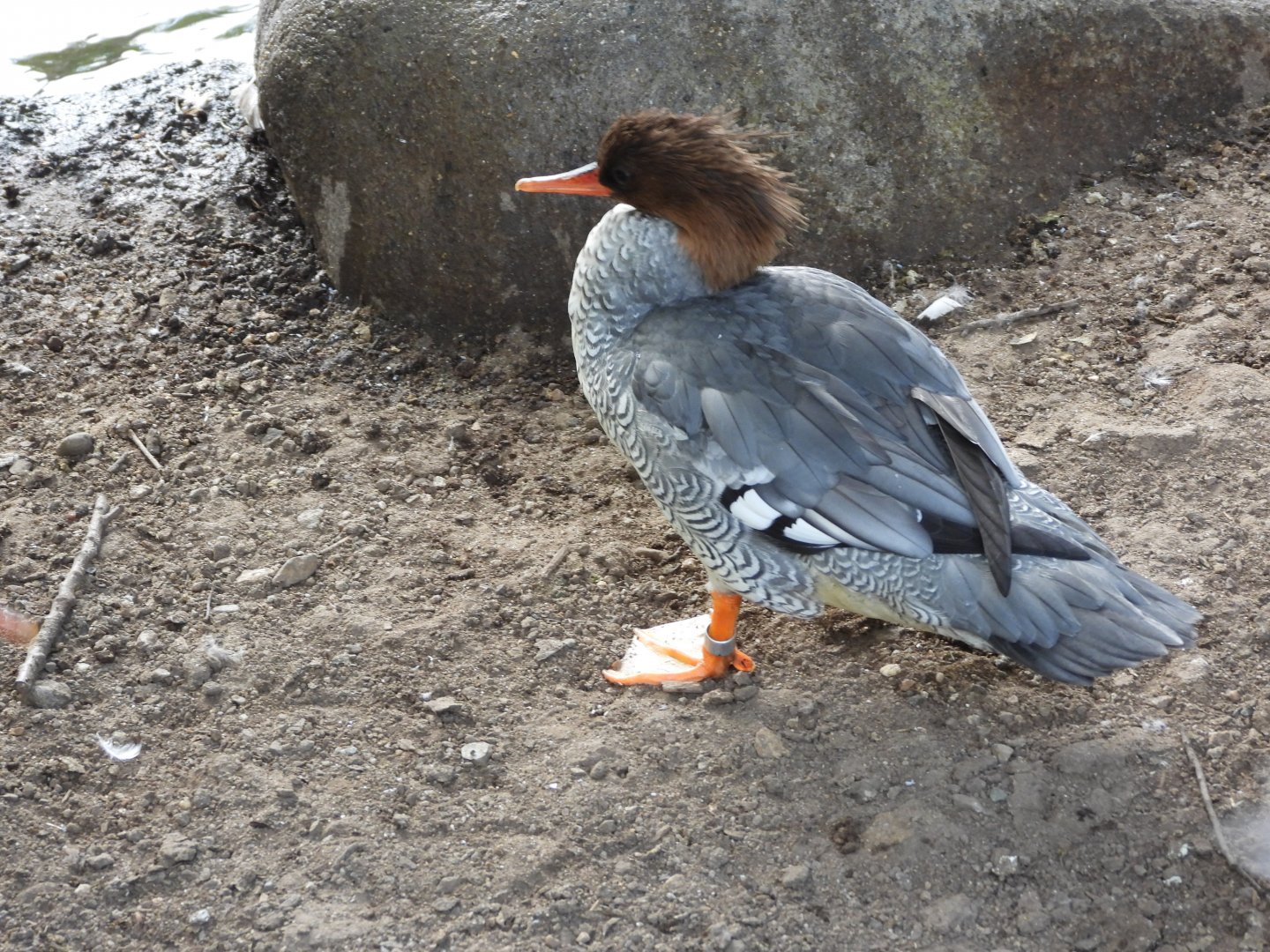 Scaly-sided merganser