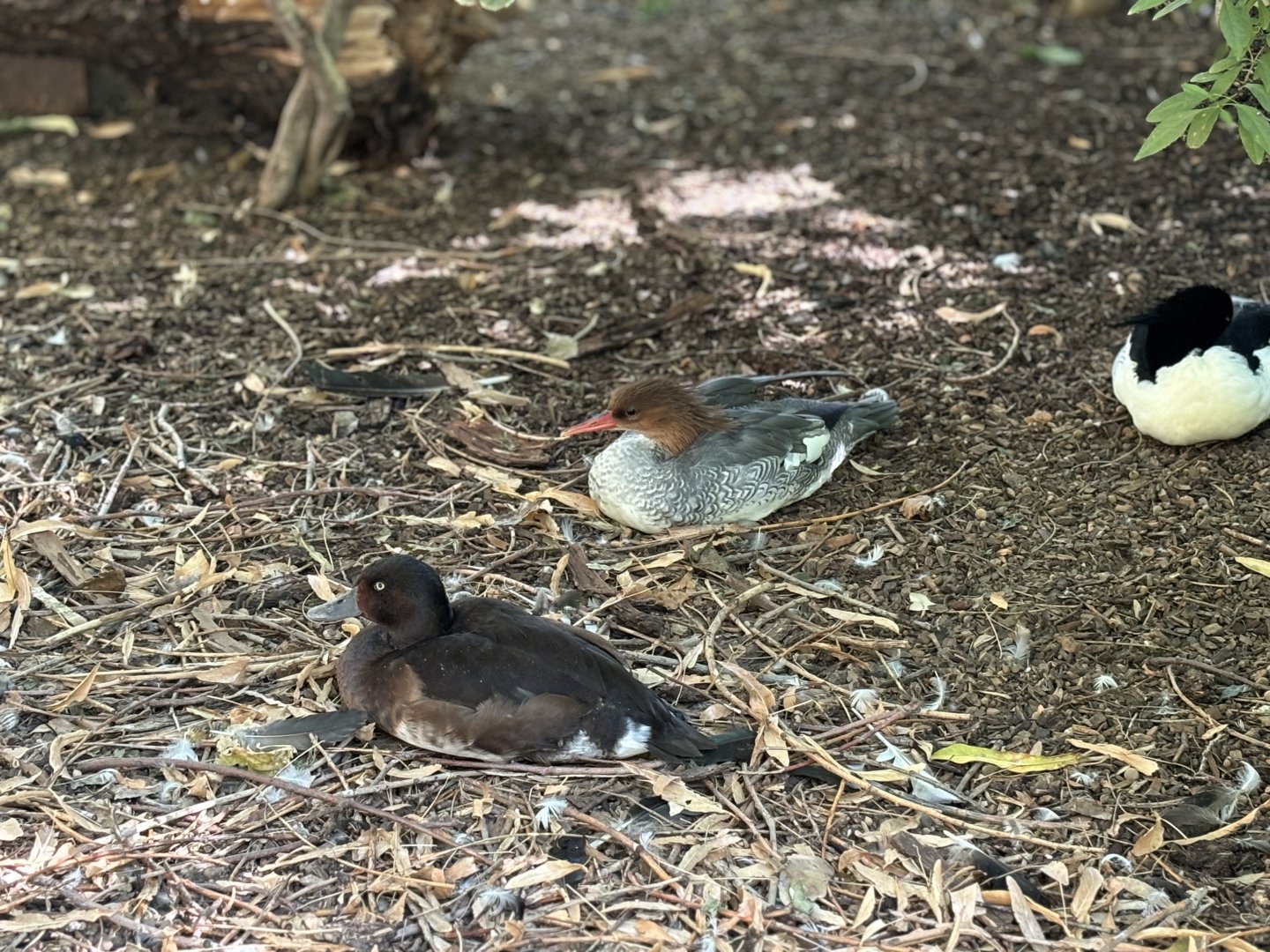 Scaly Sided Merganser