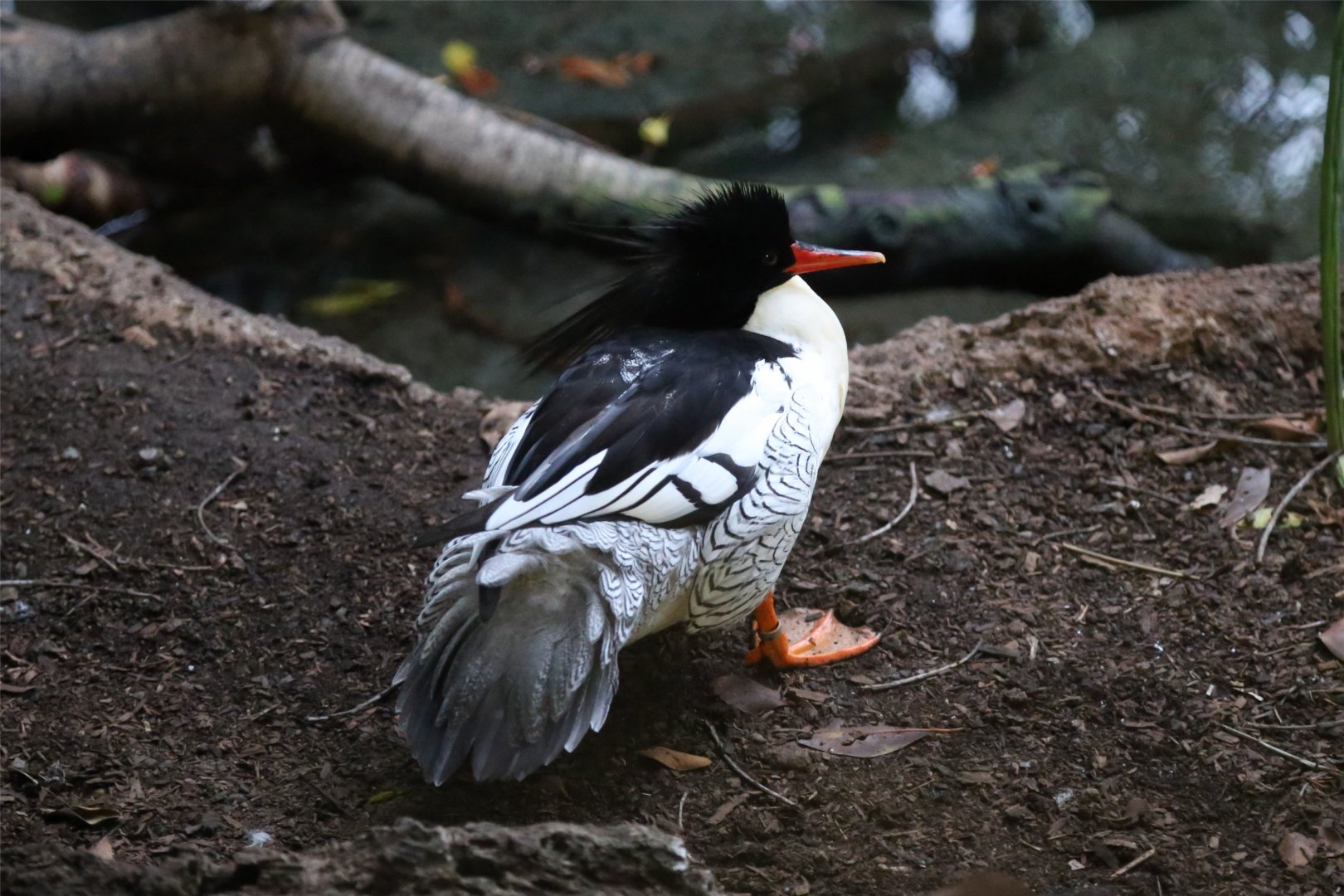 Scaly-sided Merganser