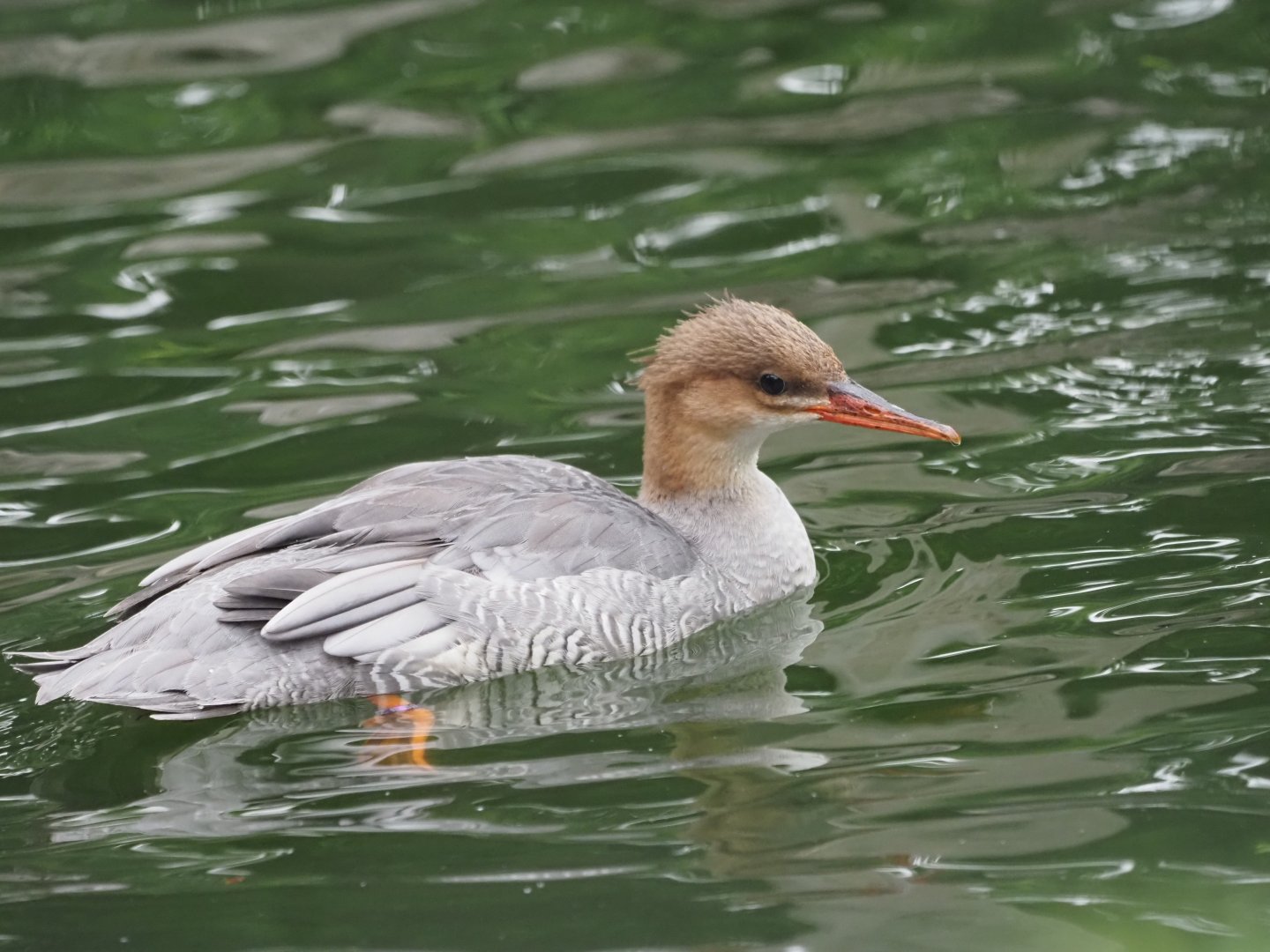 Scaly-Sided Merganser