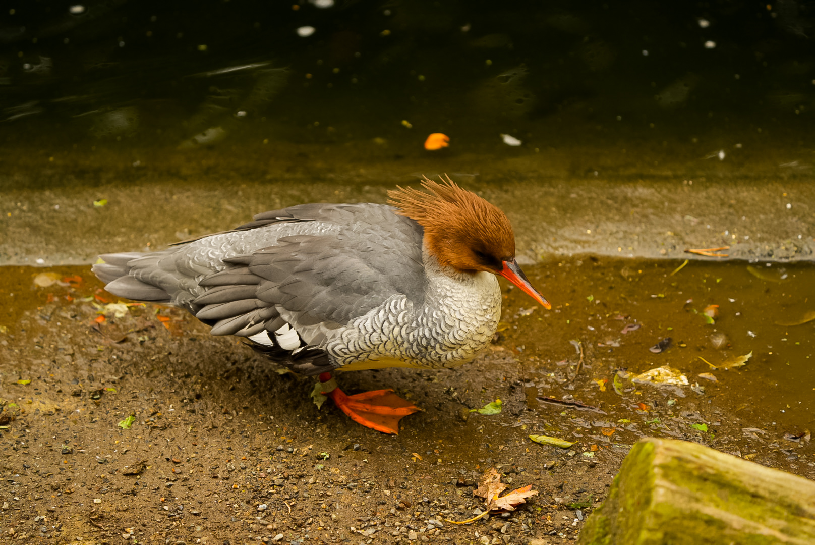 Scaly-sided Merganser