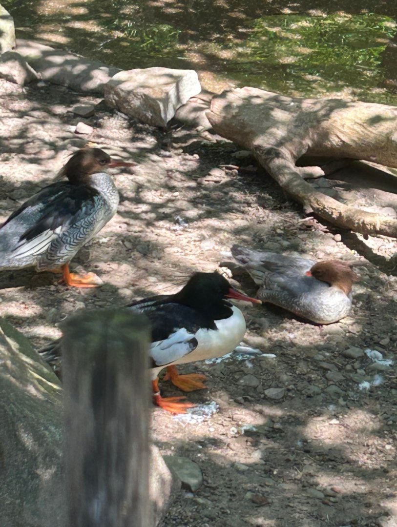Scaly-Sided Mergansers (7/12/25)