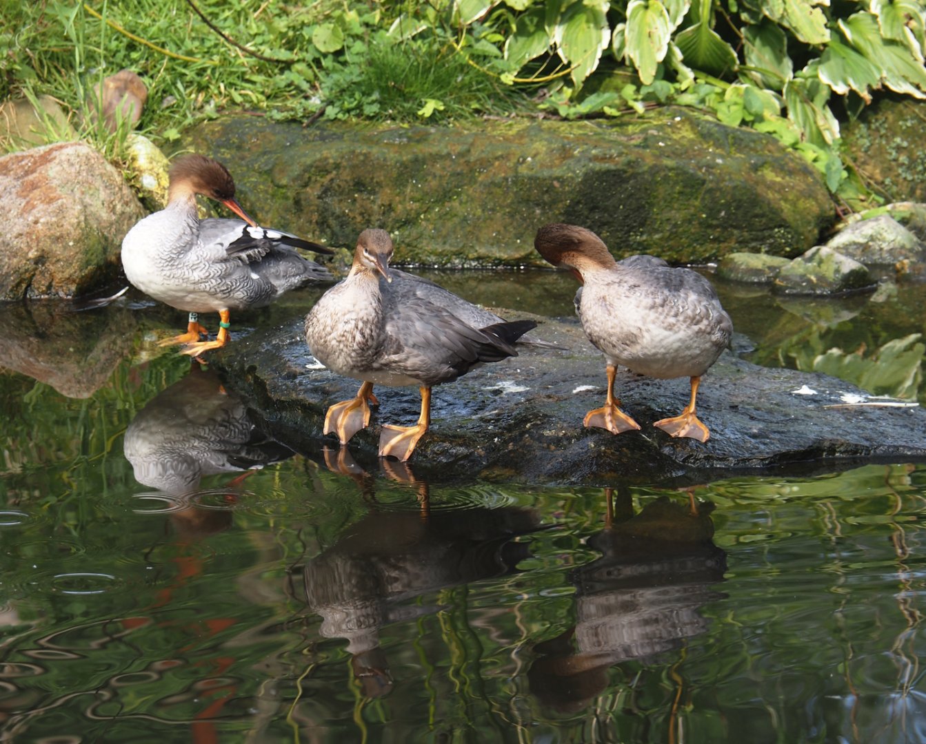 Scaly-sided mergansers (Mergus squamatus), 2024-08-21