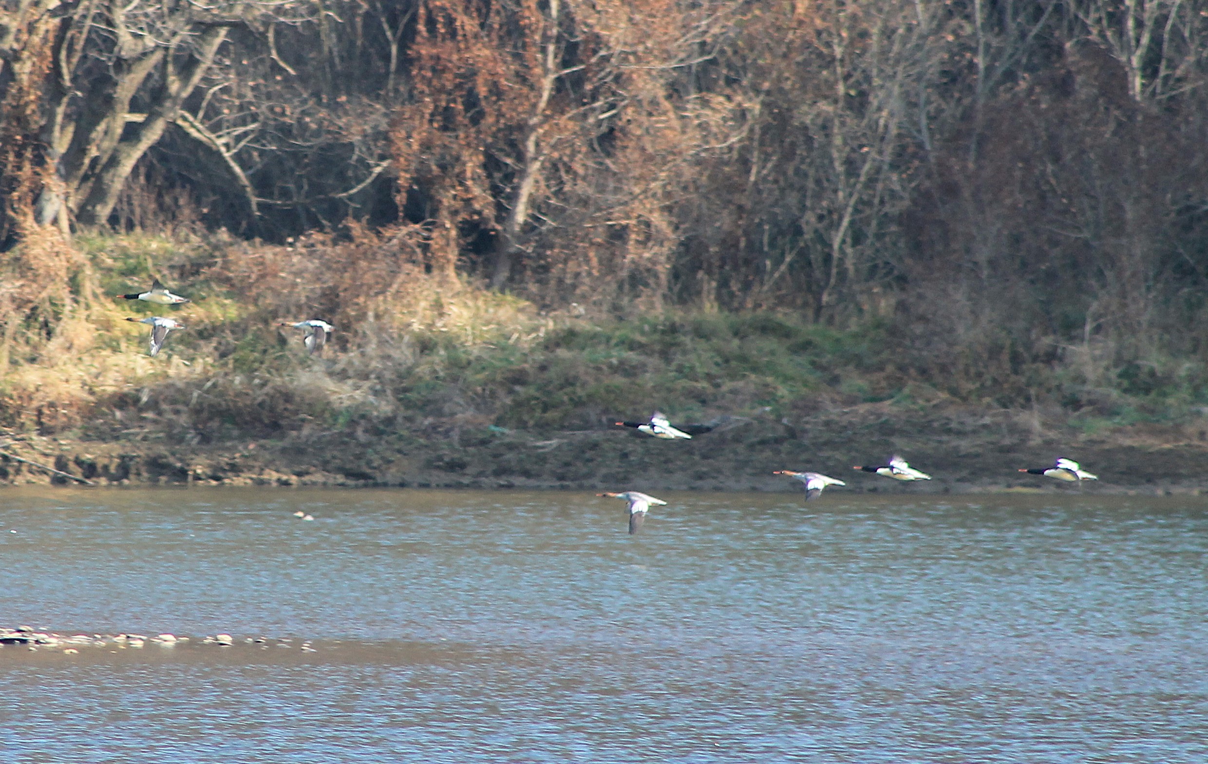 Scaly-sided Mergansers (Mergus squamatus)
