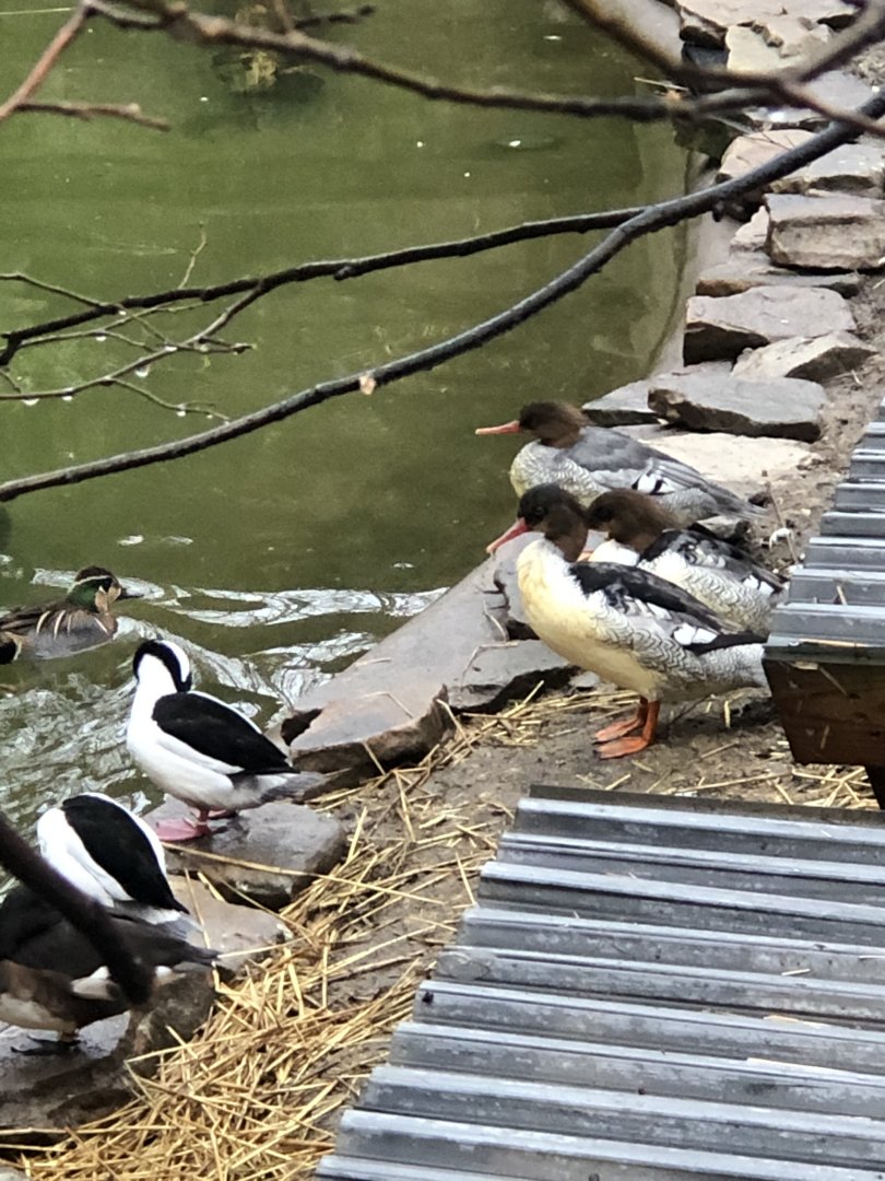Scaly-sided Mergansers & Others