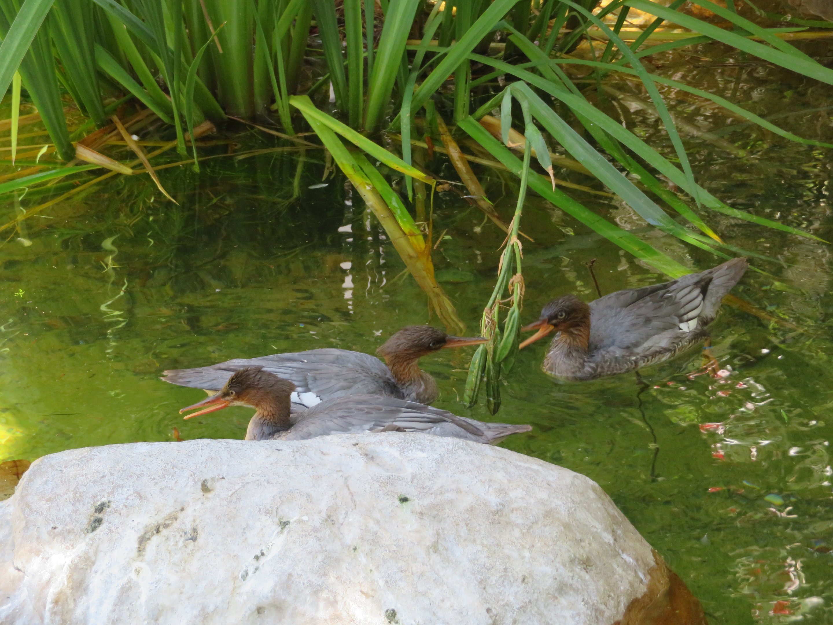 Scaly-sided Mergansers