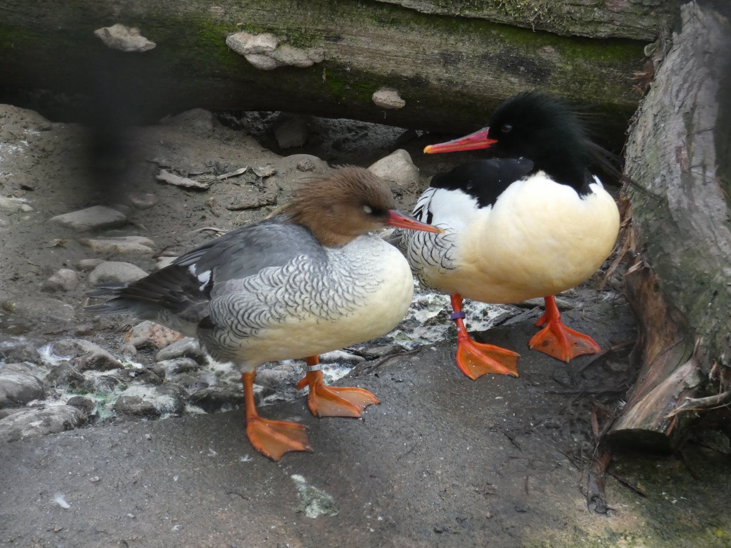Scaly-sided mergansers