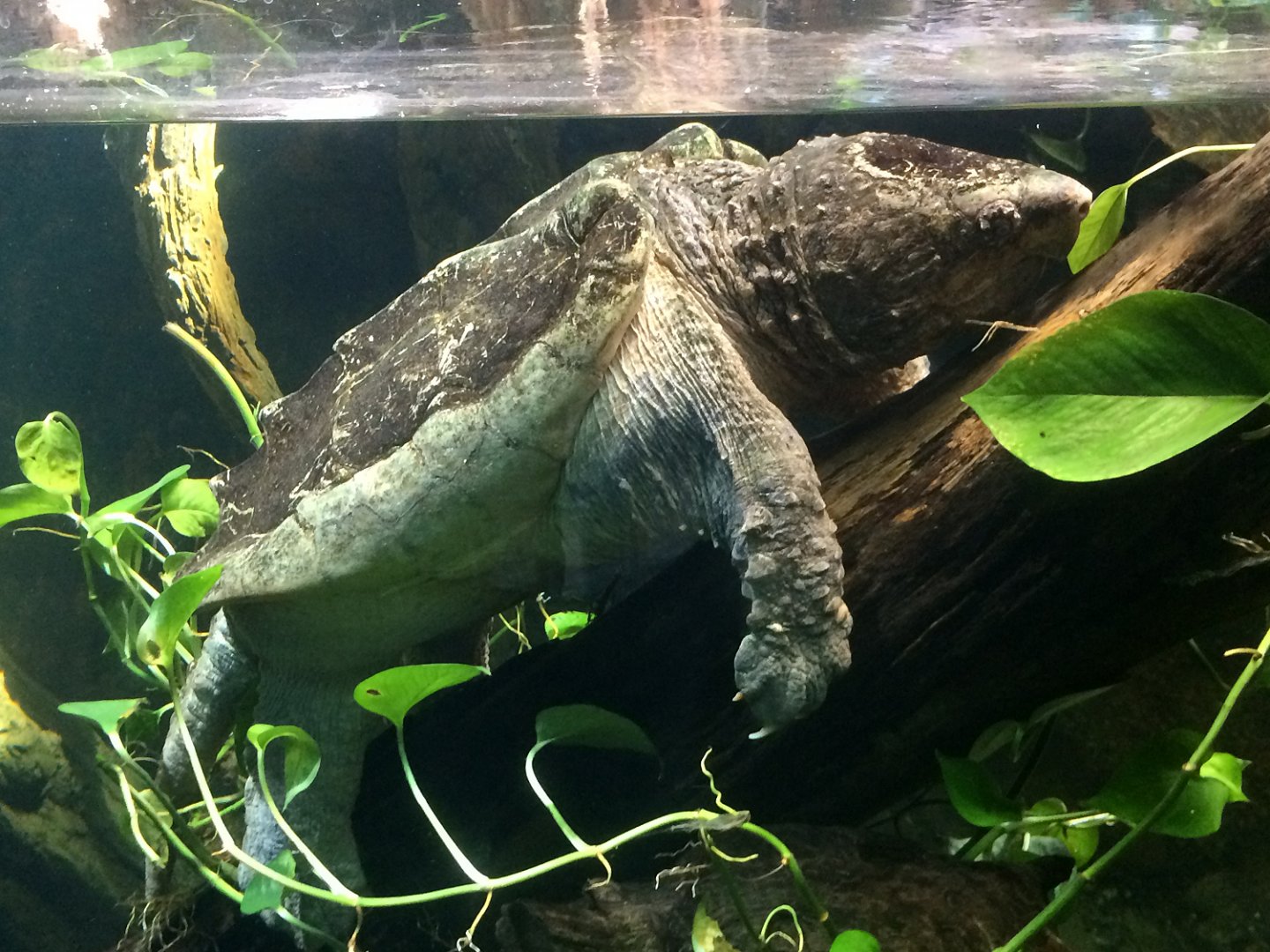 Scaly, Slimy, Spectacular - Alligator Snapping Turtle (Macrochelys temminckii)