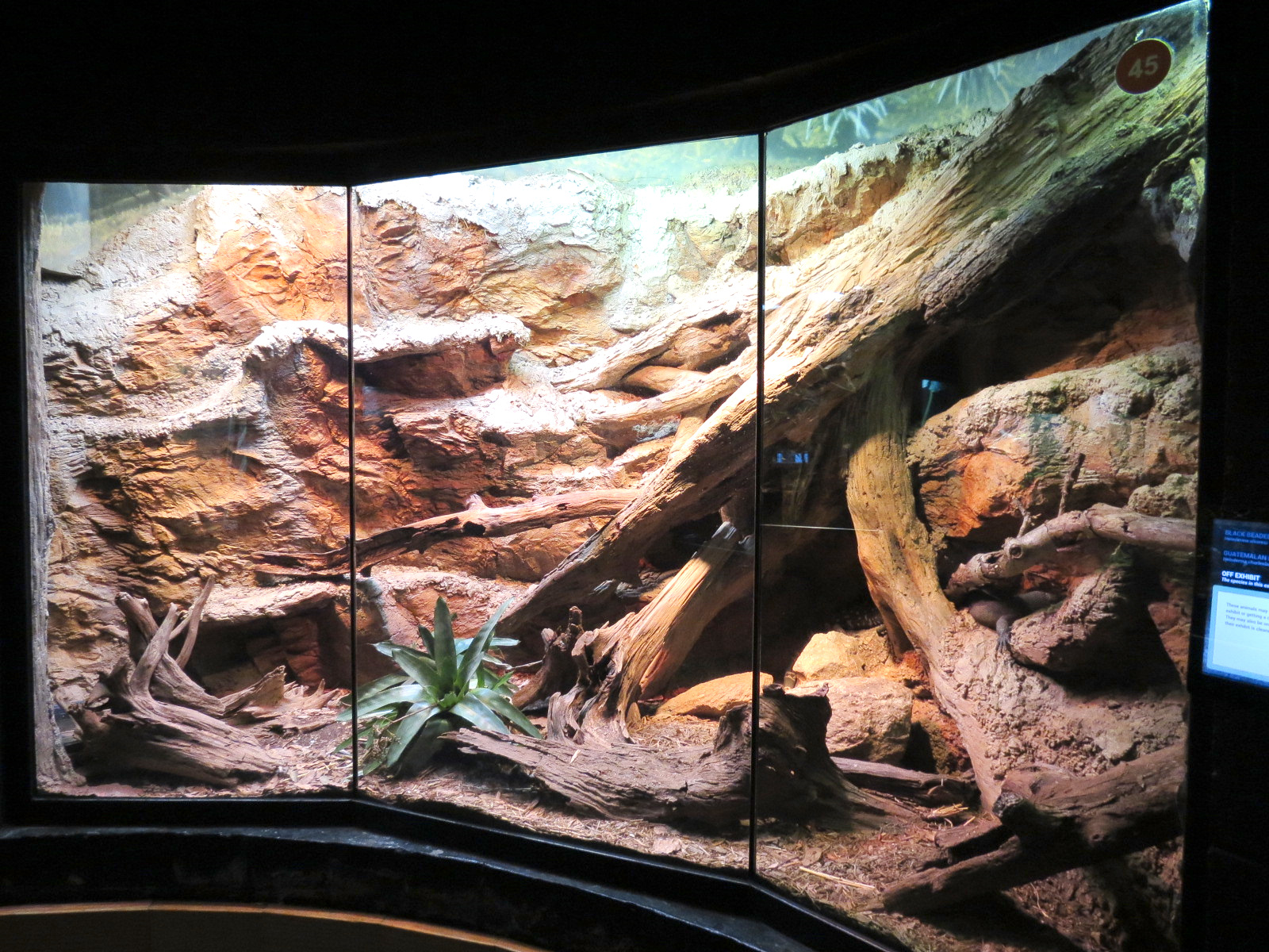 Scaly Slimy Spectacular - Black and Guatemalan Beaded Lizards Exhibit