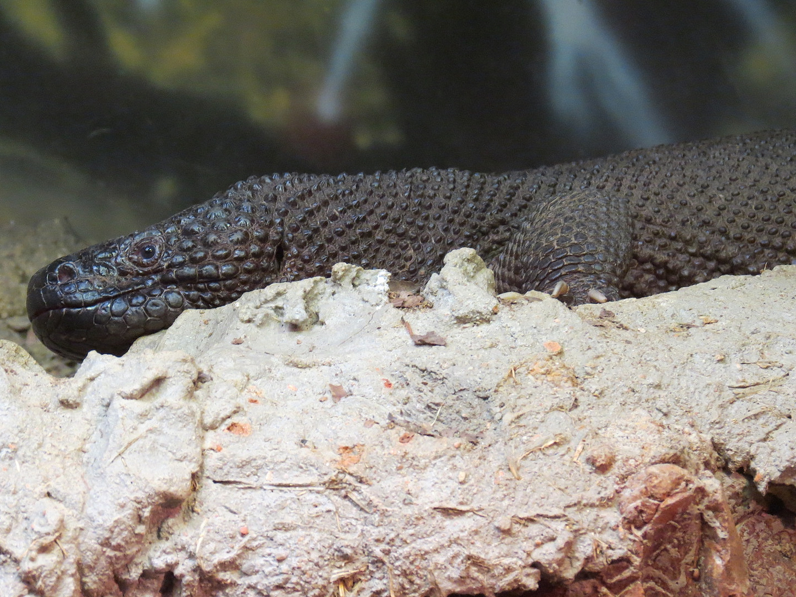Scaly Slimy Spectacular - Black and Guatemalan Beaded Lizards Exhibit