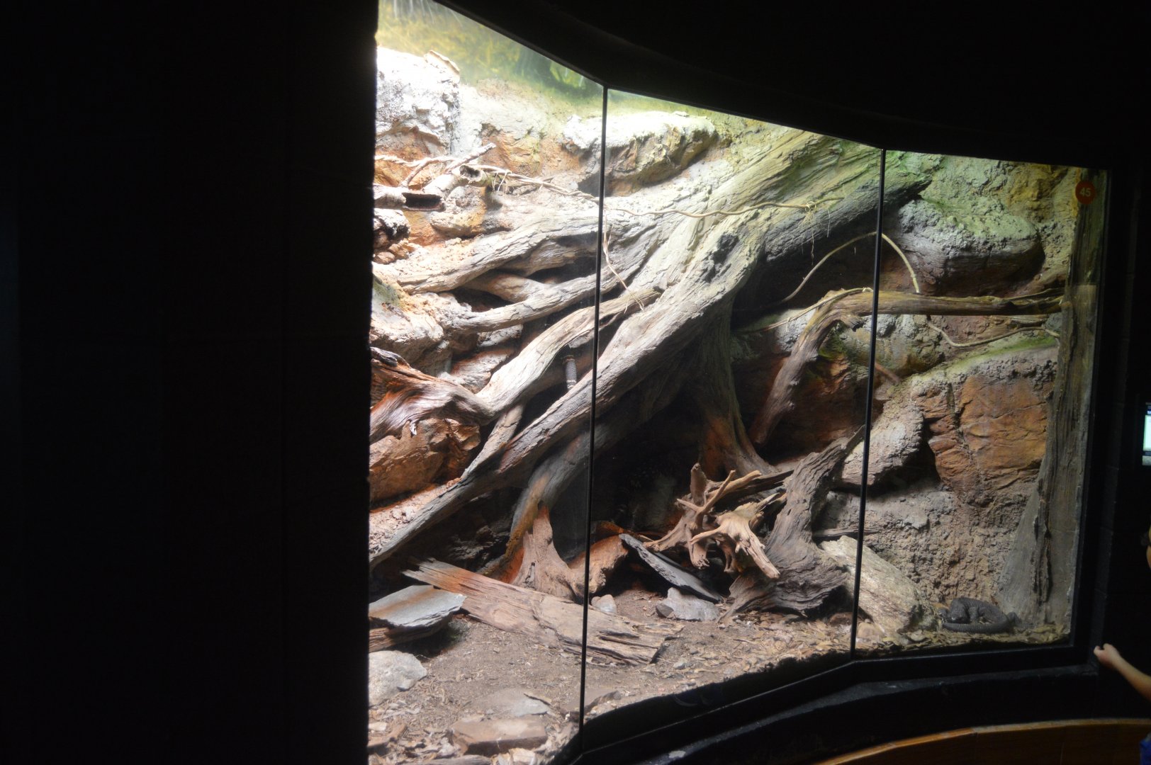 Scaly Slimy Spectacular - Black Beaded Lizard and Guatemalan Beaded Lizard Exhibit