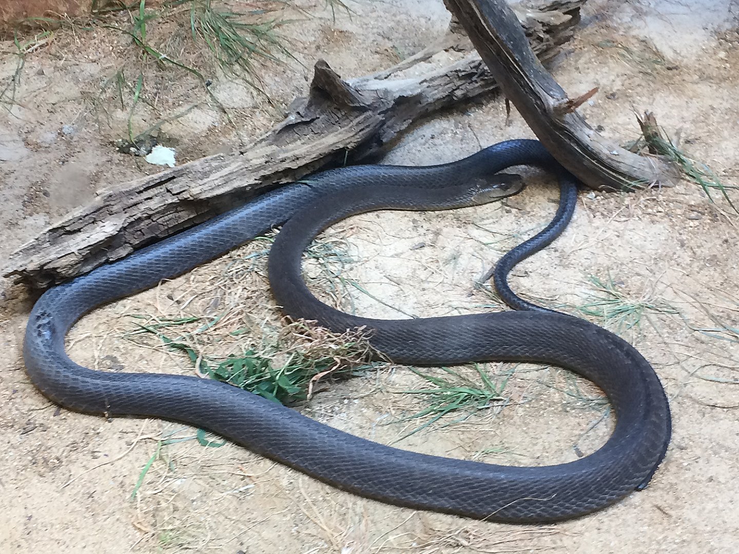 Scaly, Slimy, Spectacular - Black Mamba (Dendroaspis polylepis)