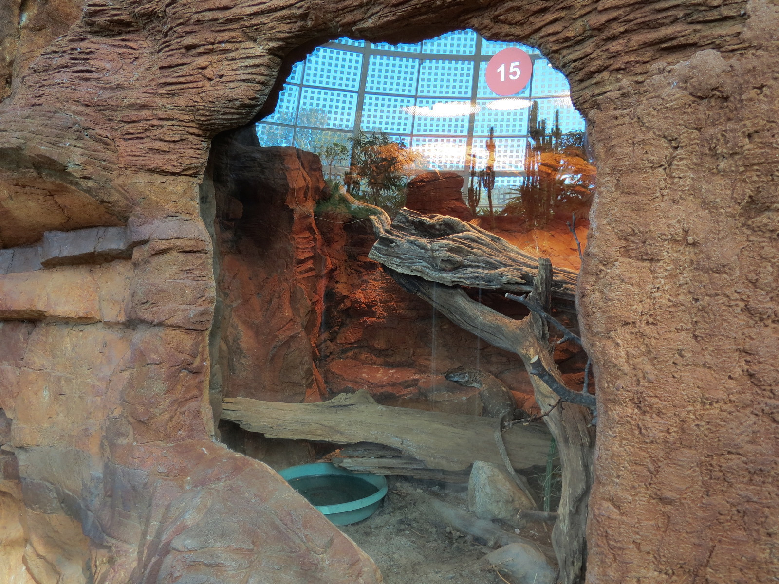 Scaly Slimy Spectacular - Black-throated Monitor Exhibit