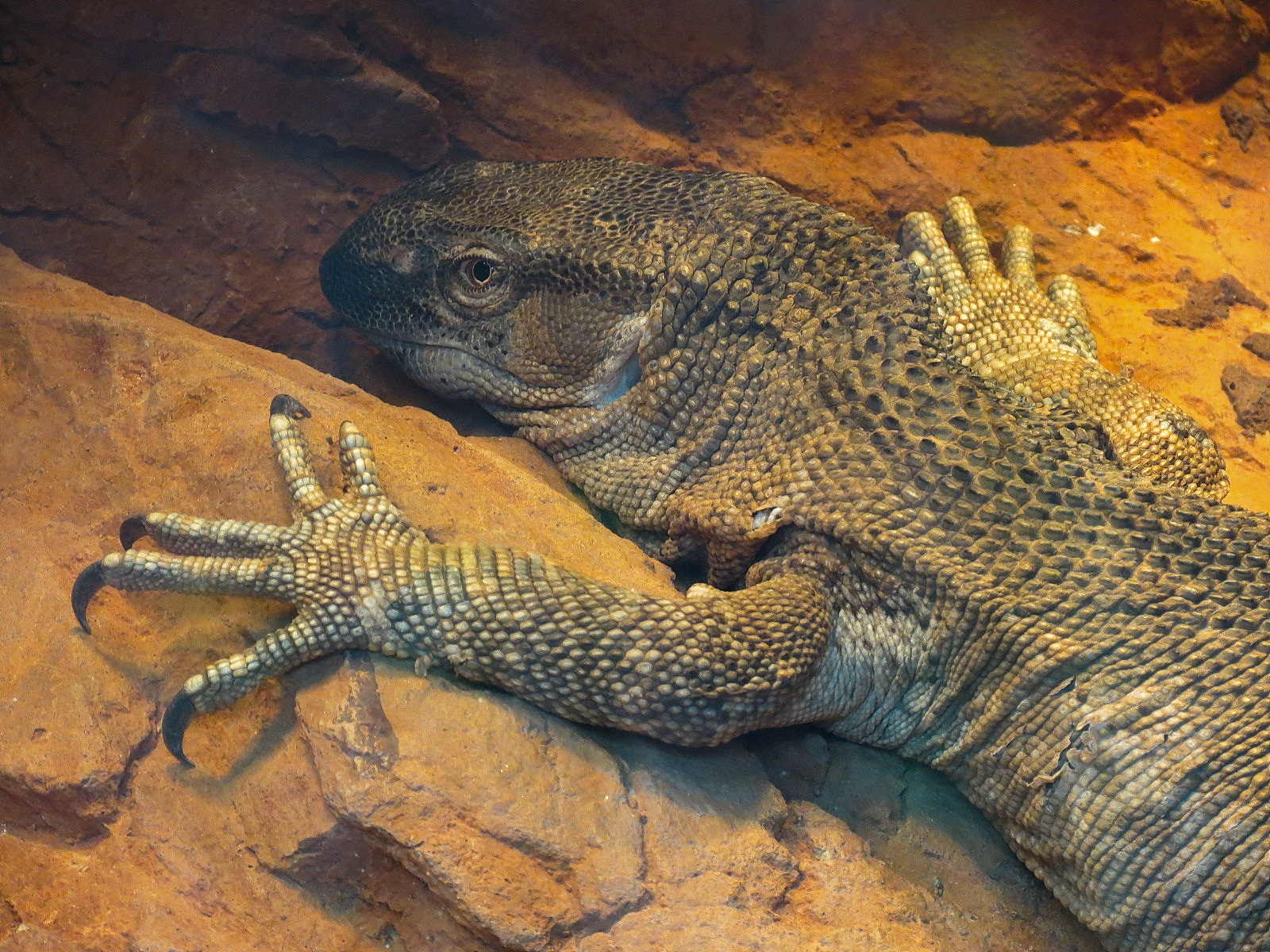 Scaly Slimy Spectacular - Black-throated Monitor Exhibit