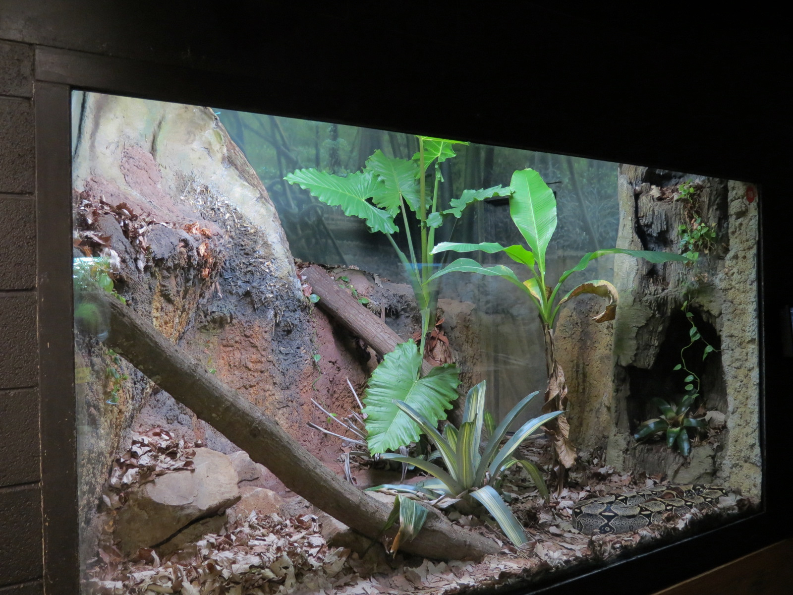 Scaly Slimy Spectacular - Boa Constrictor Exhibit
