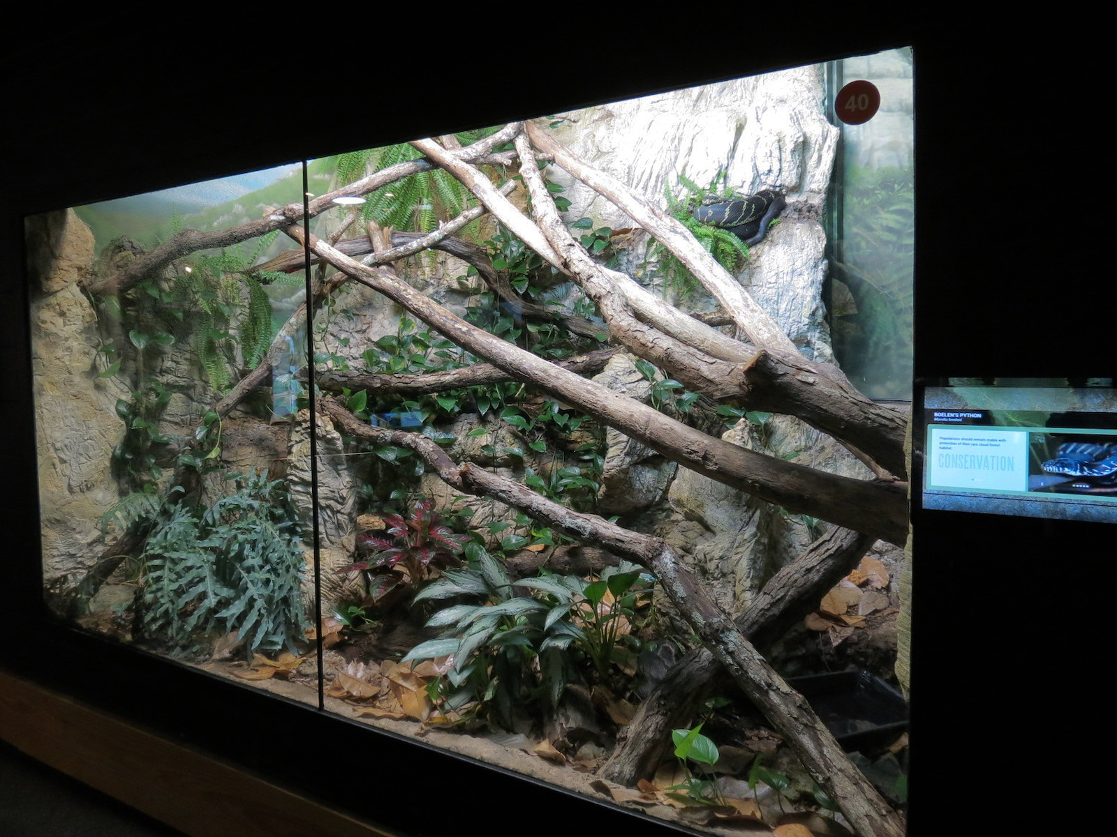 Scaly Slimy Spectacular - Boelen's Python Exhibit