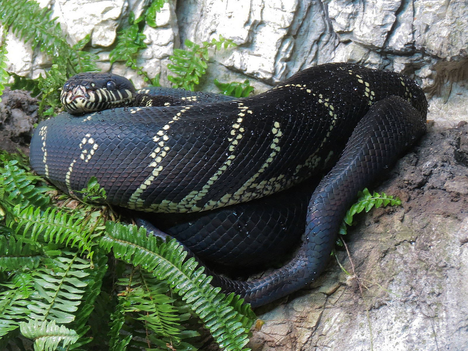 Scaly Slimy Spectacular - Boelen's Python Exhibit