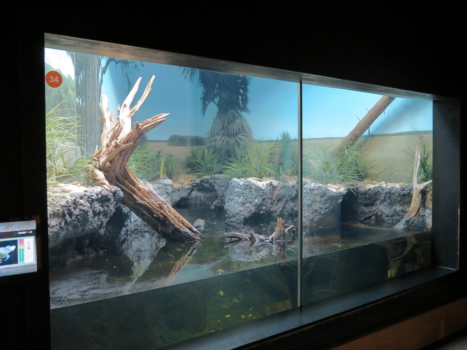 Scaly Slimy Spectacular - Diamondback Terrapin Exhibit