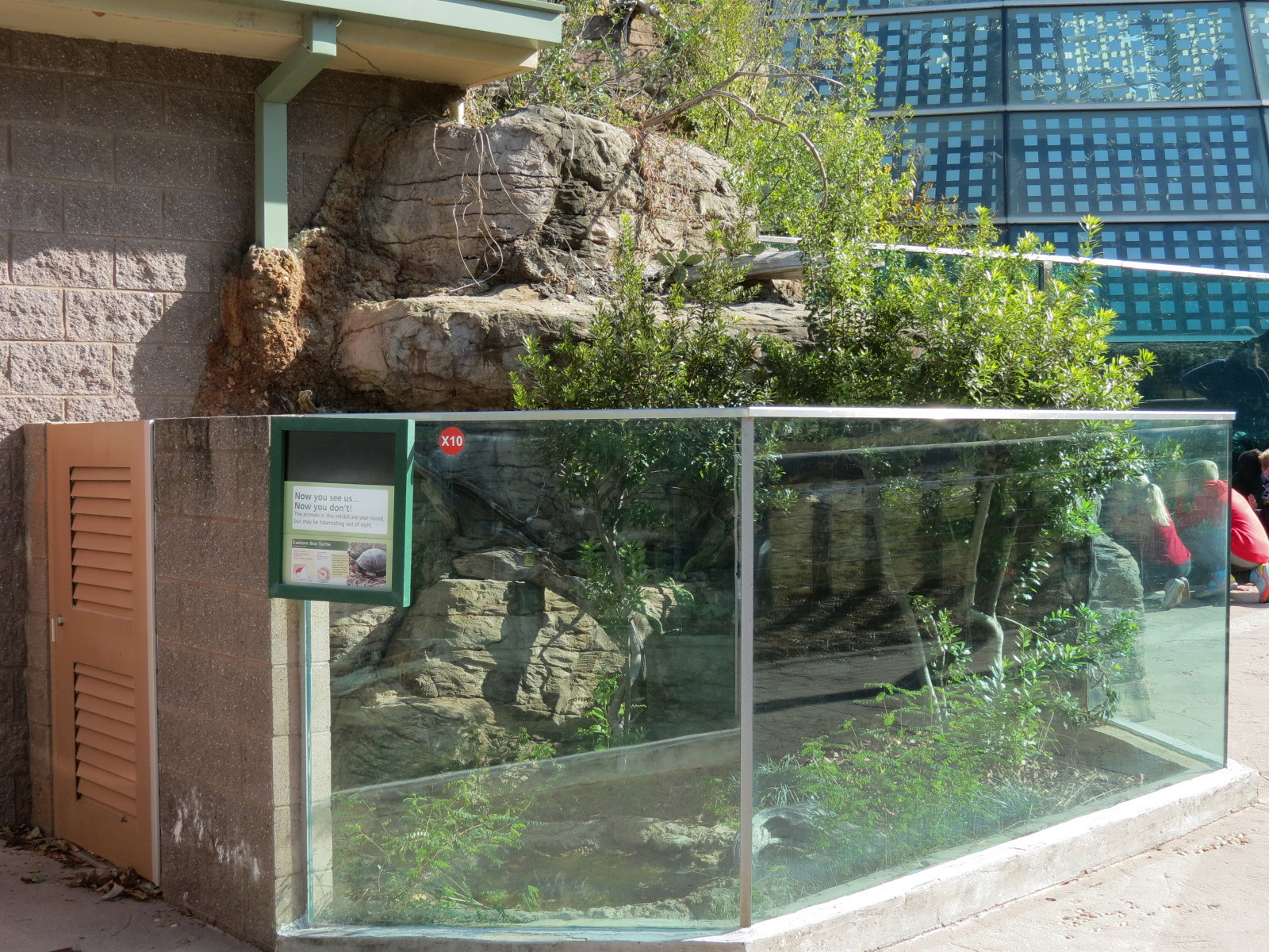 Scaly Slimy Spectacular - Eastern Box Turtle Exhibit