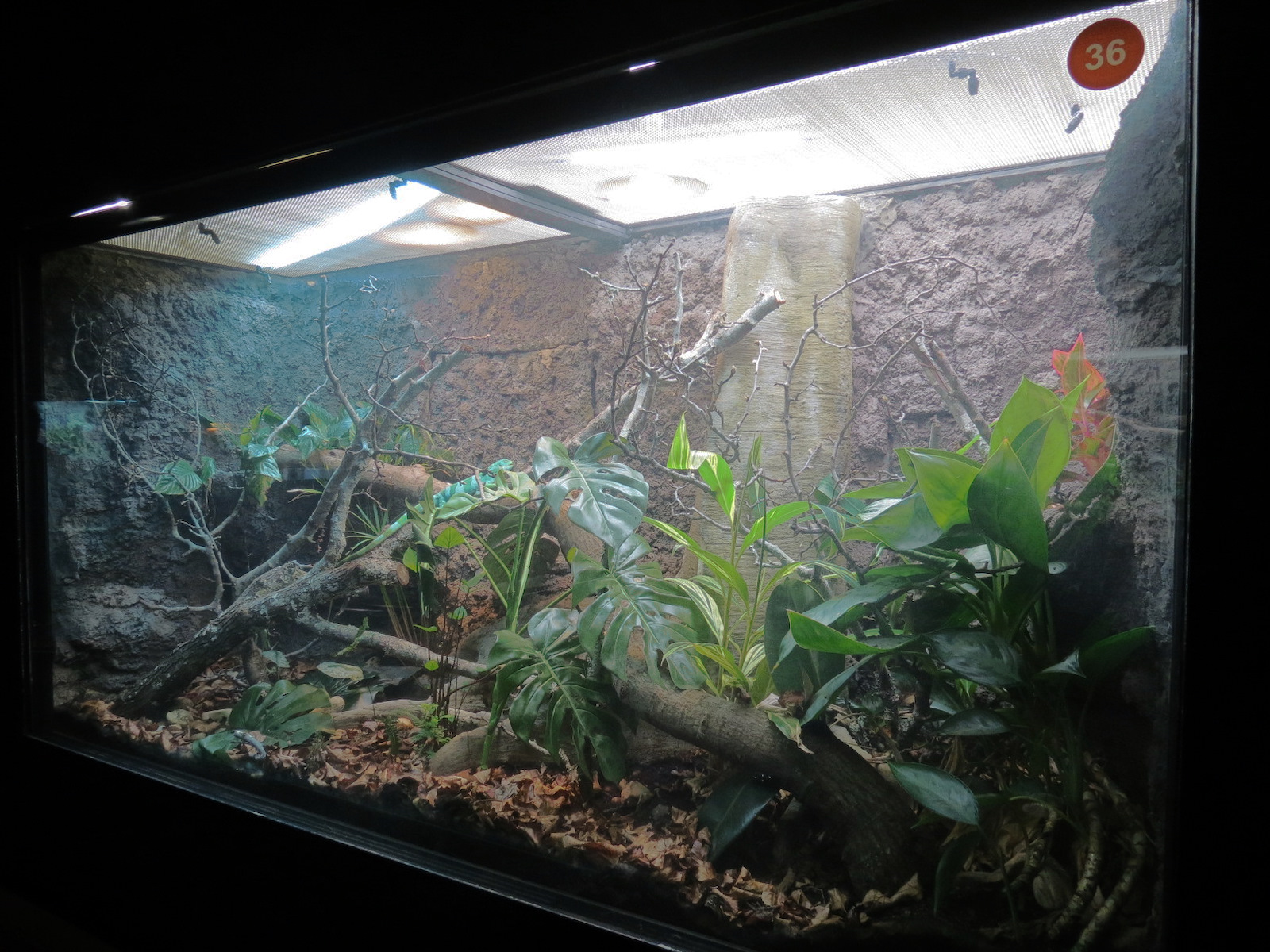 Scaly Slimy Spectacular - Fiji Banded Iguana Exhibit