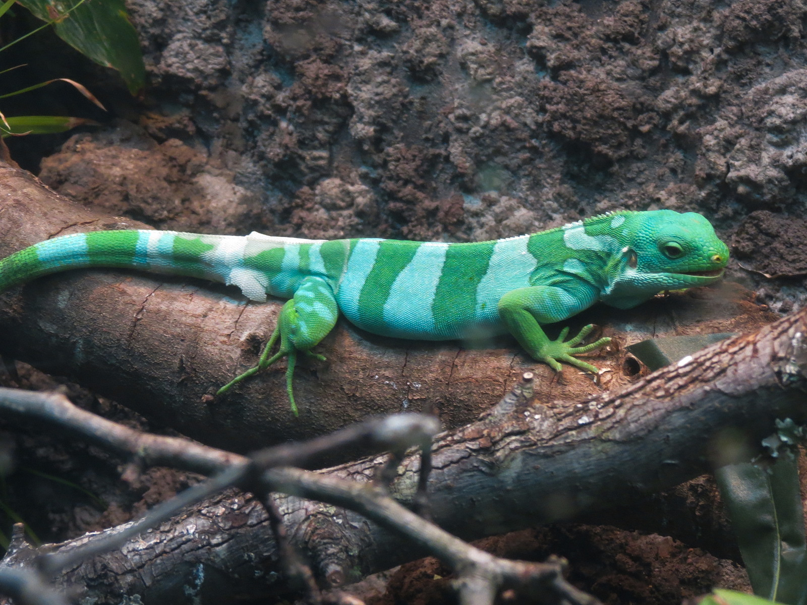 Scaly Slimy Spectacular - Fiji Banded Iguana Exhibit