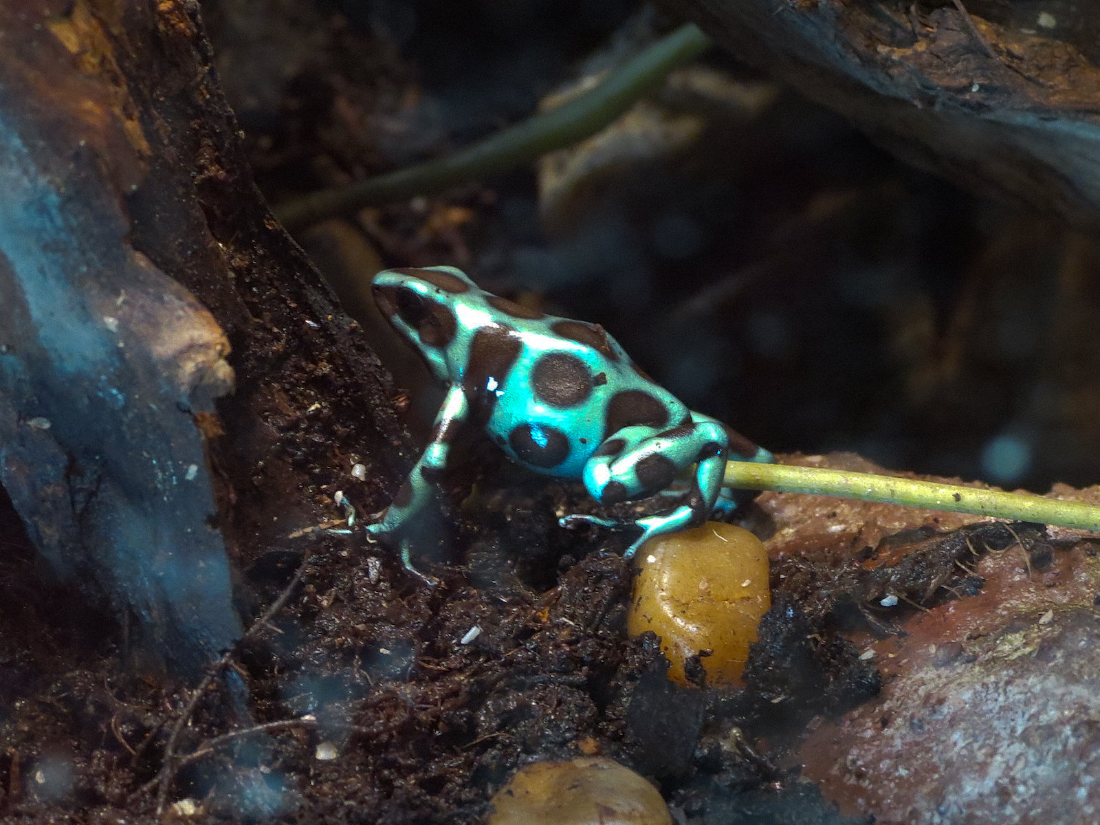 Scaly Slimy Spectacular - Frog Exhibit - Green and Black Poison Frog