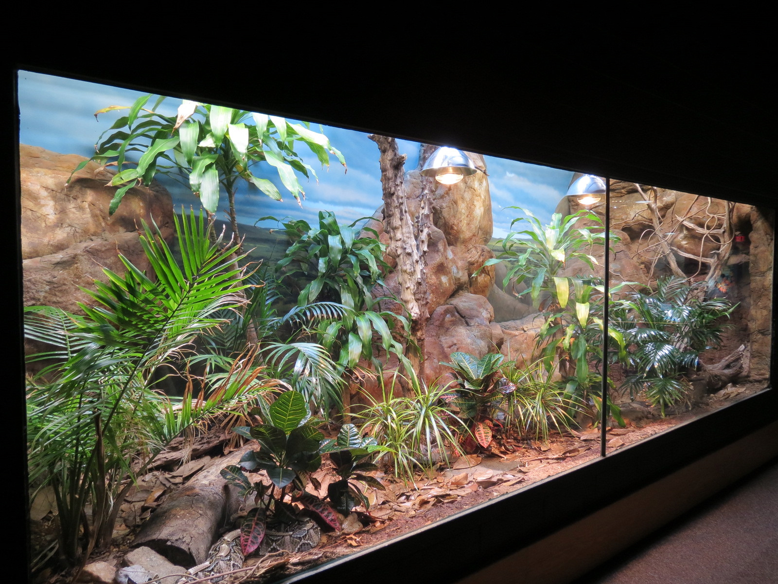 Scaly Slimy Spectacular - Gaboon Viper Exhibit