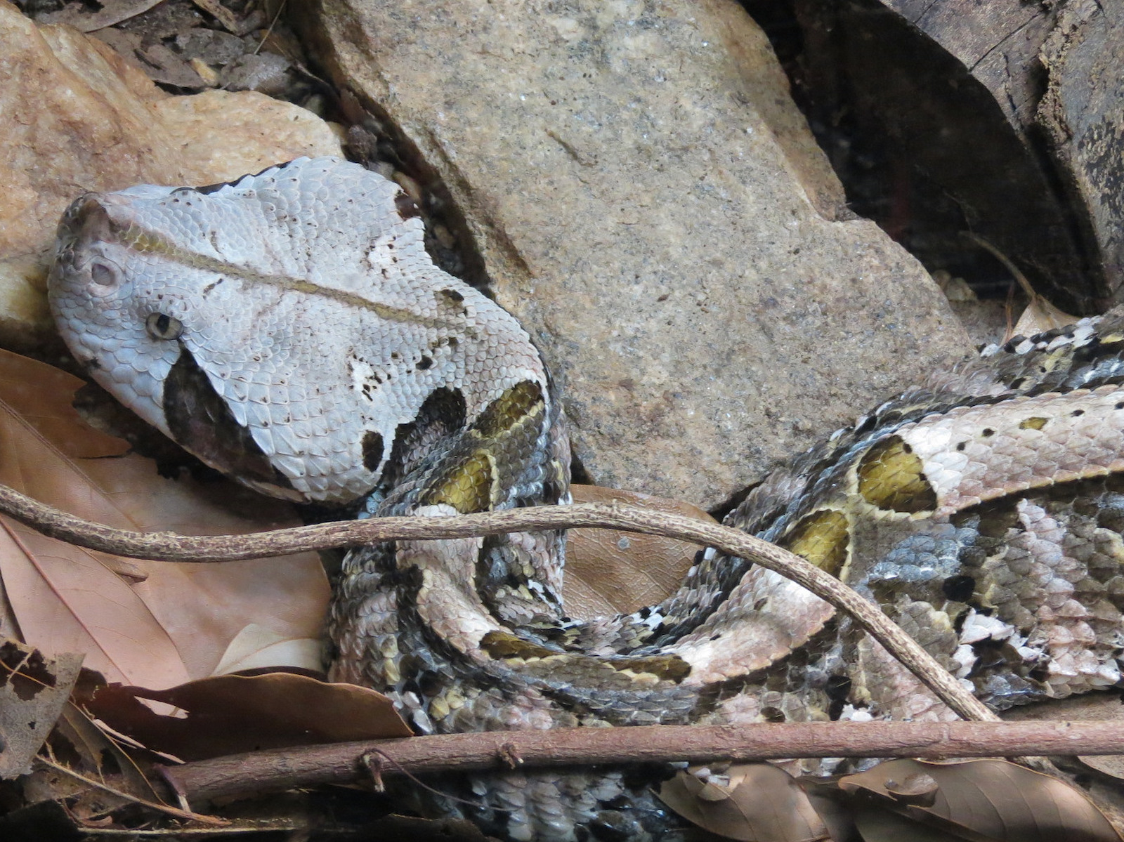 Scaly Slimy Spectacular - Gaboon Viper Exhibit