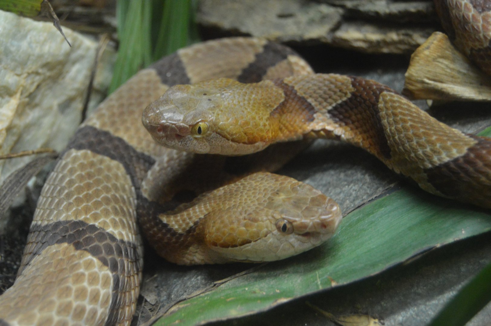 Scaly Slimy Spectacular - Georgia Extremes - Copperheads
