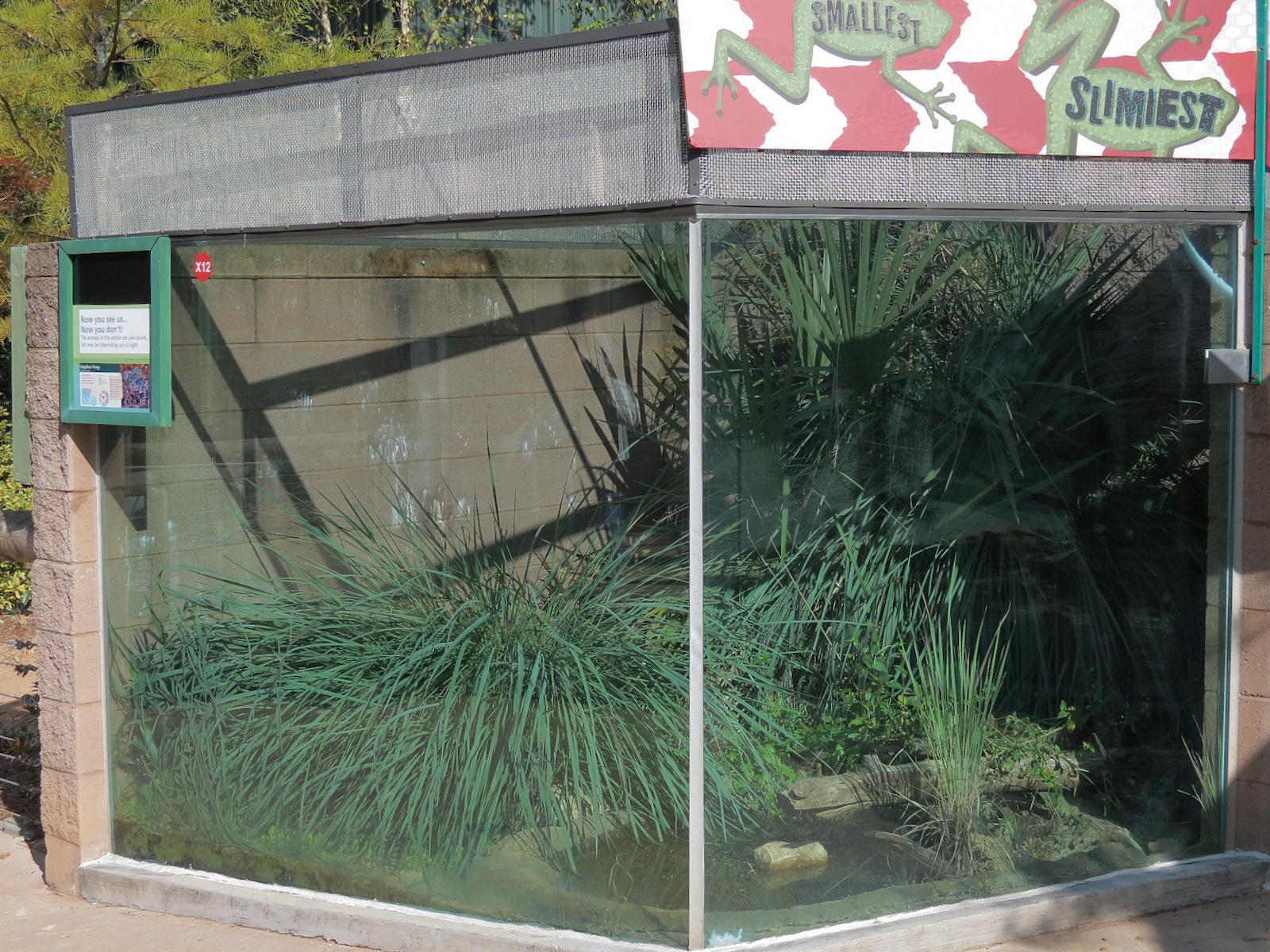 Scaly Slimy Spectacular - Gopher Frog Exhibit