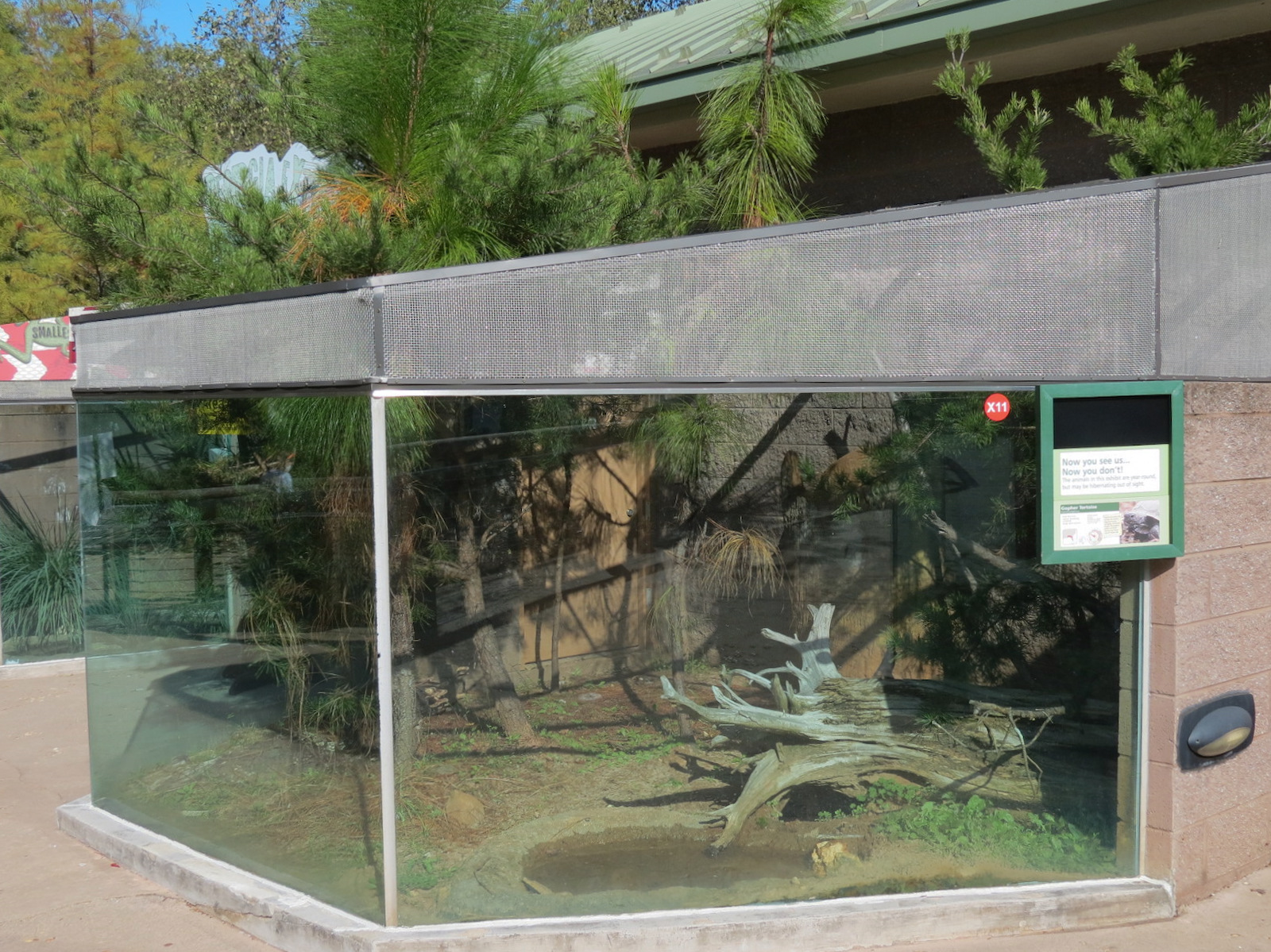 Scaly Slimy Spectacular - Gopher Tortoise Exhibit