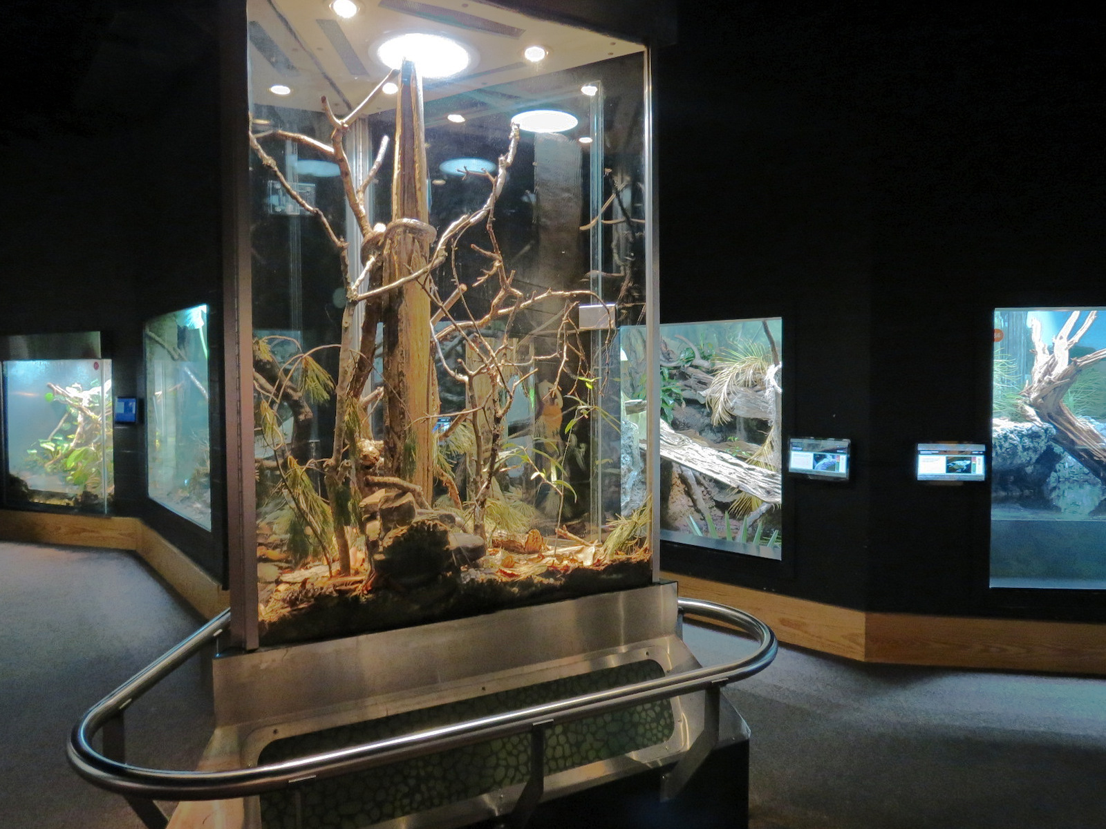 Scaly Slimy Spectacular - Gray Ratsnake Exhibit