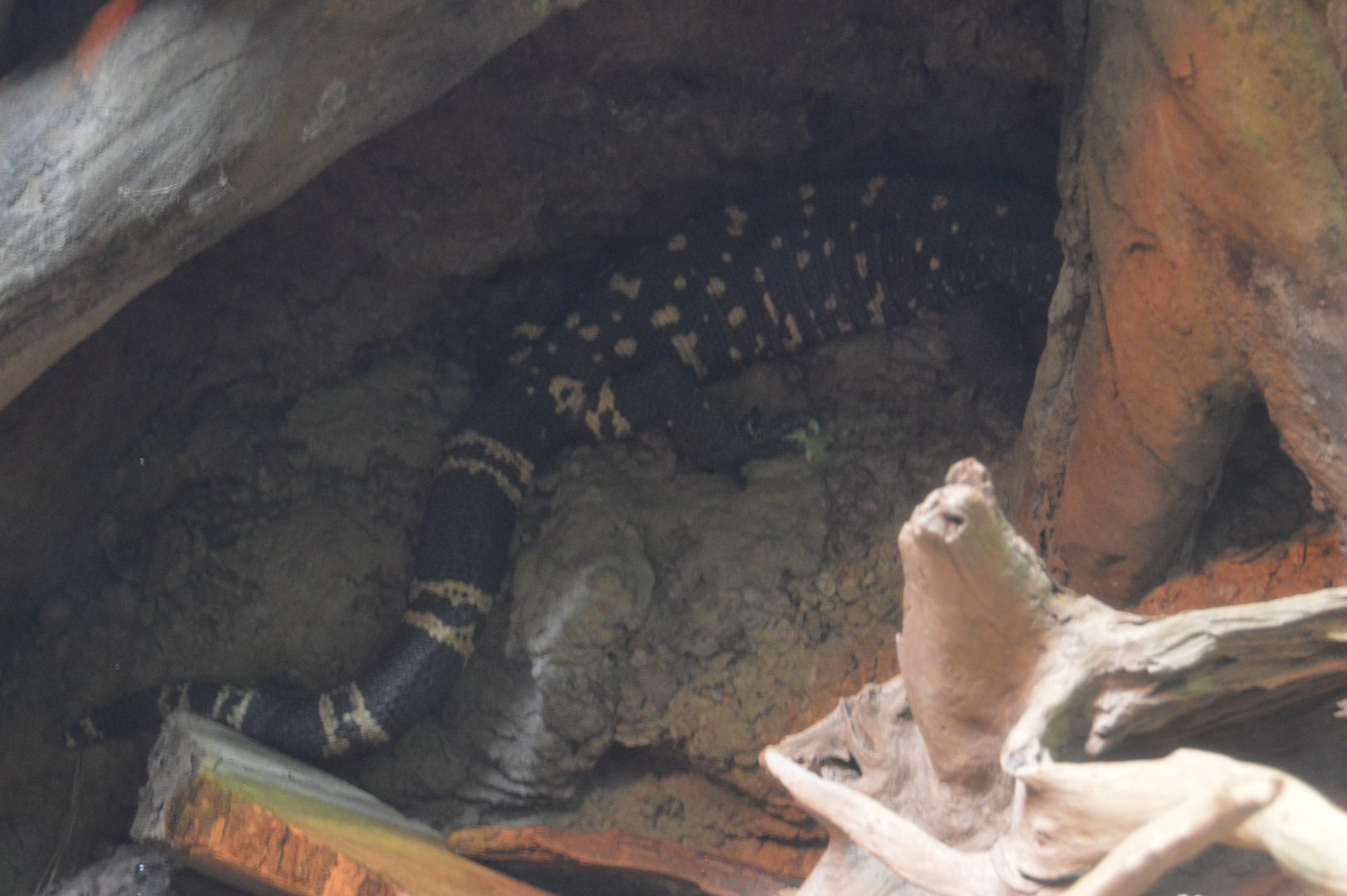 Scaly Slimy Spectacular - Guatemalan Beaded Lizard