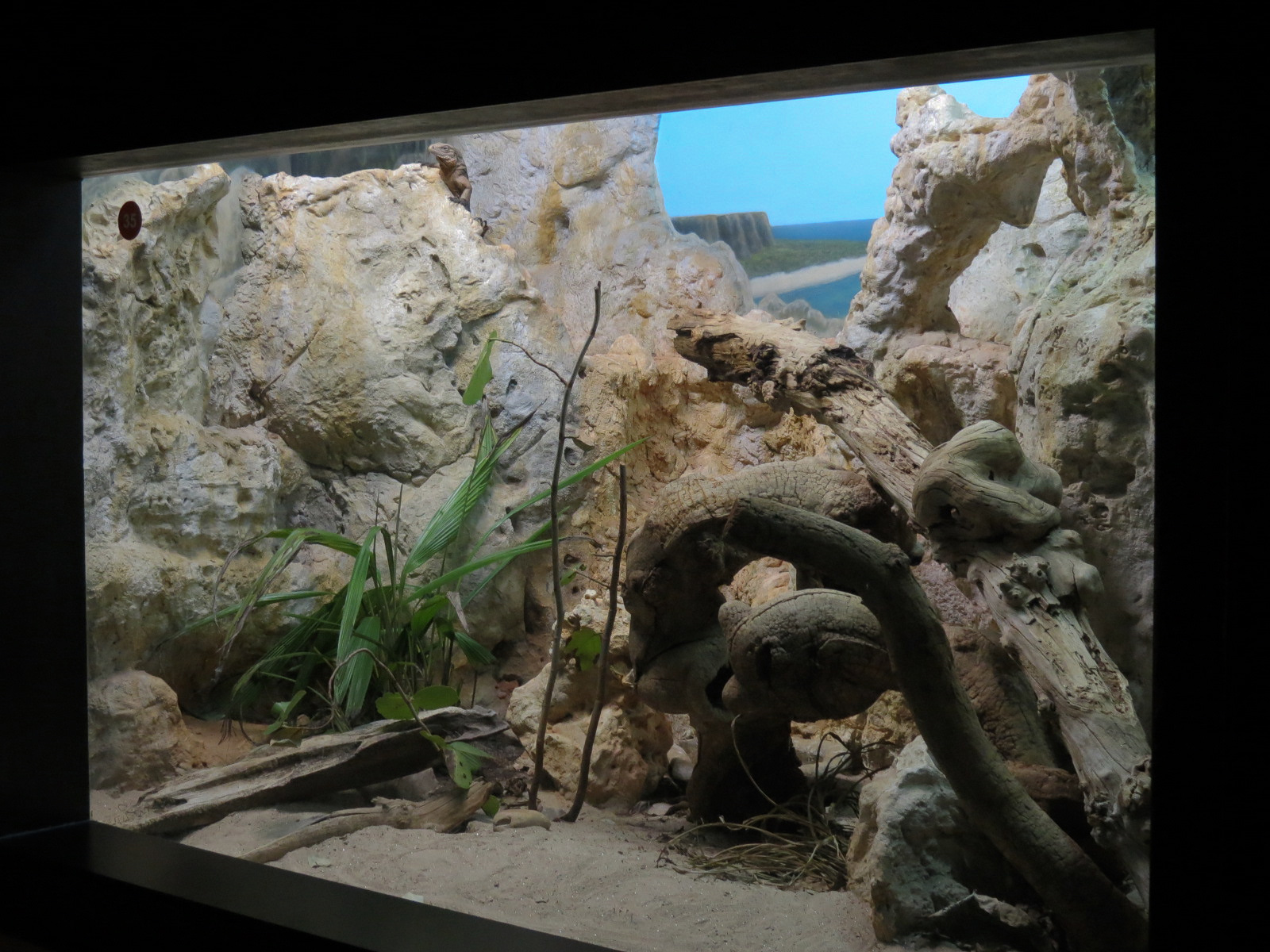 Scaly Slimy Spectacular - Jamaican Iguana Exhibit