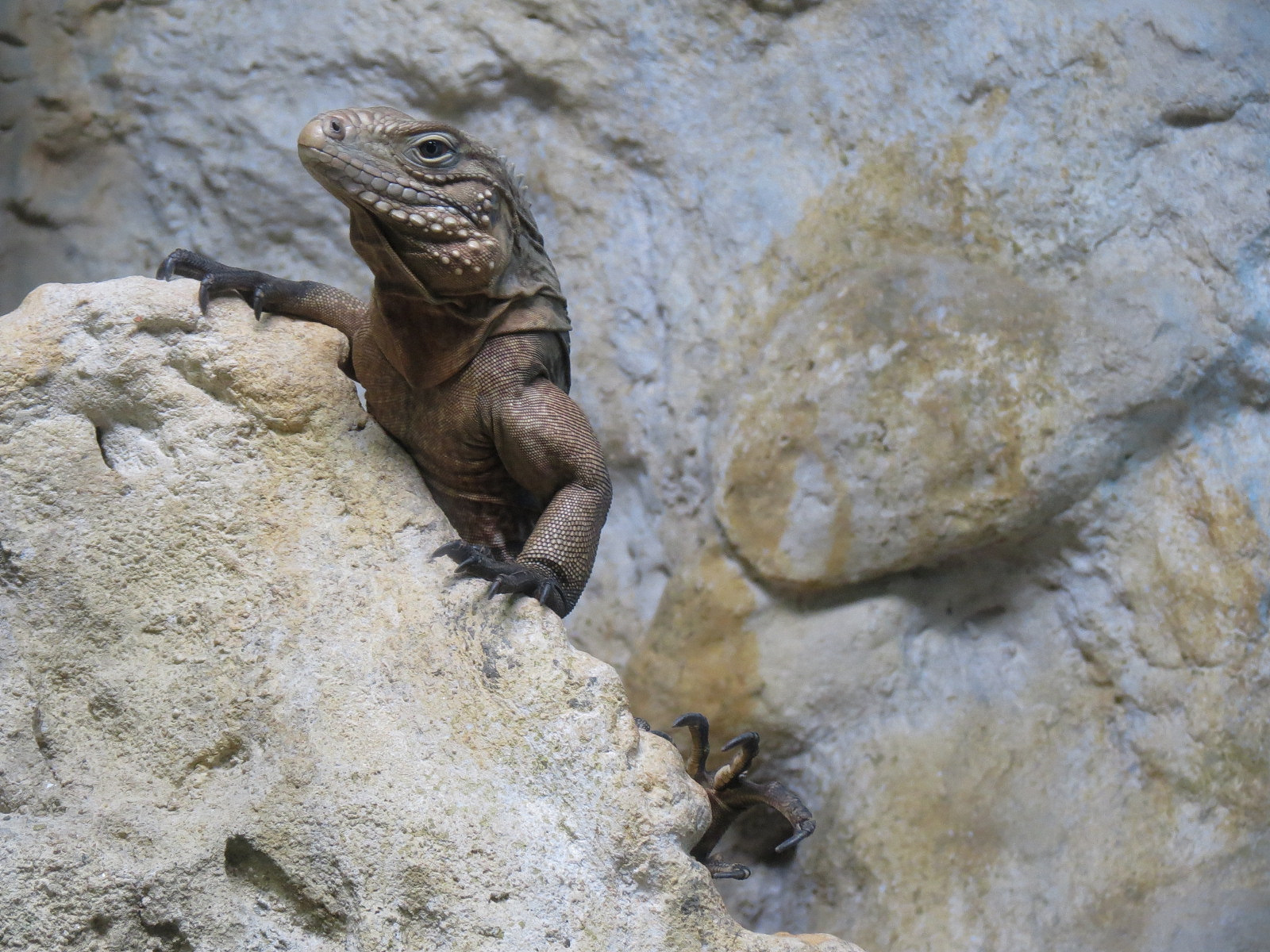 Scaly Slimy Spectacular - Jamaican Iguana Exhibit