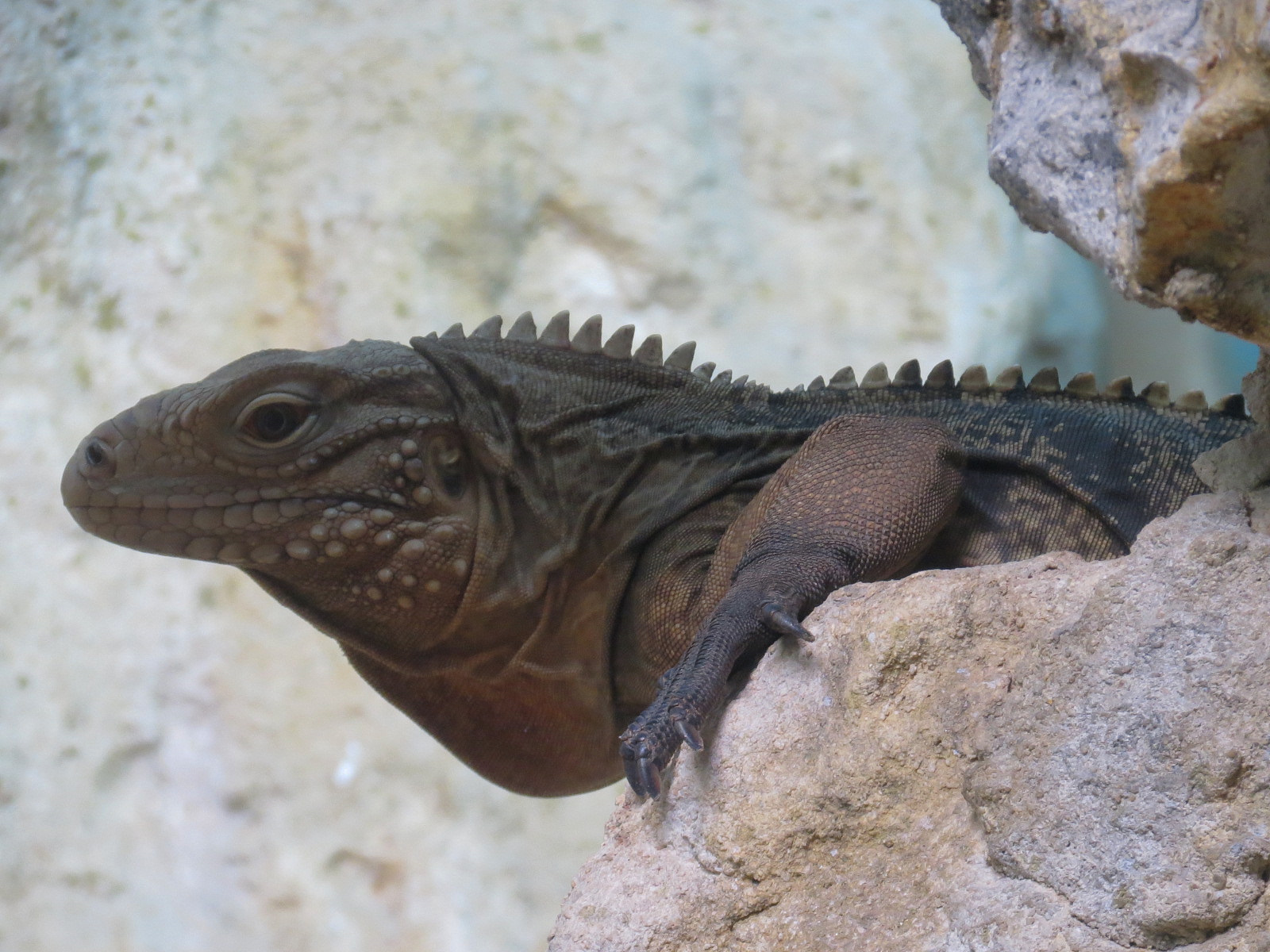 Scaly Slimy Spectacular - Jamaican Iguana Exhibit