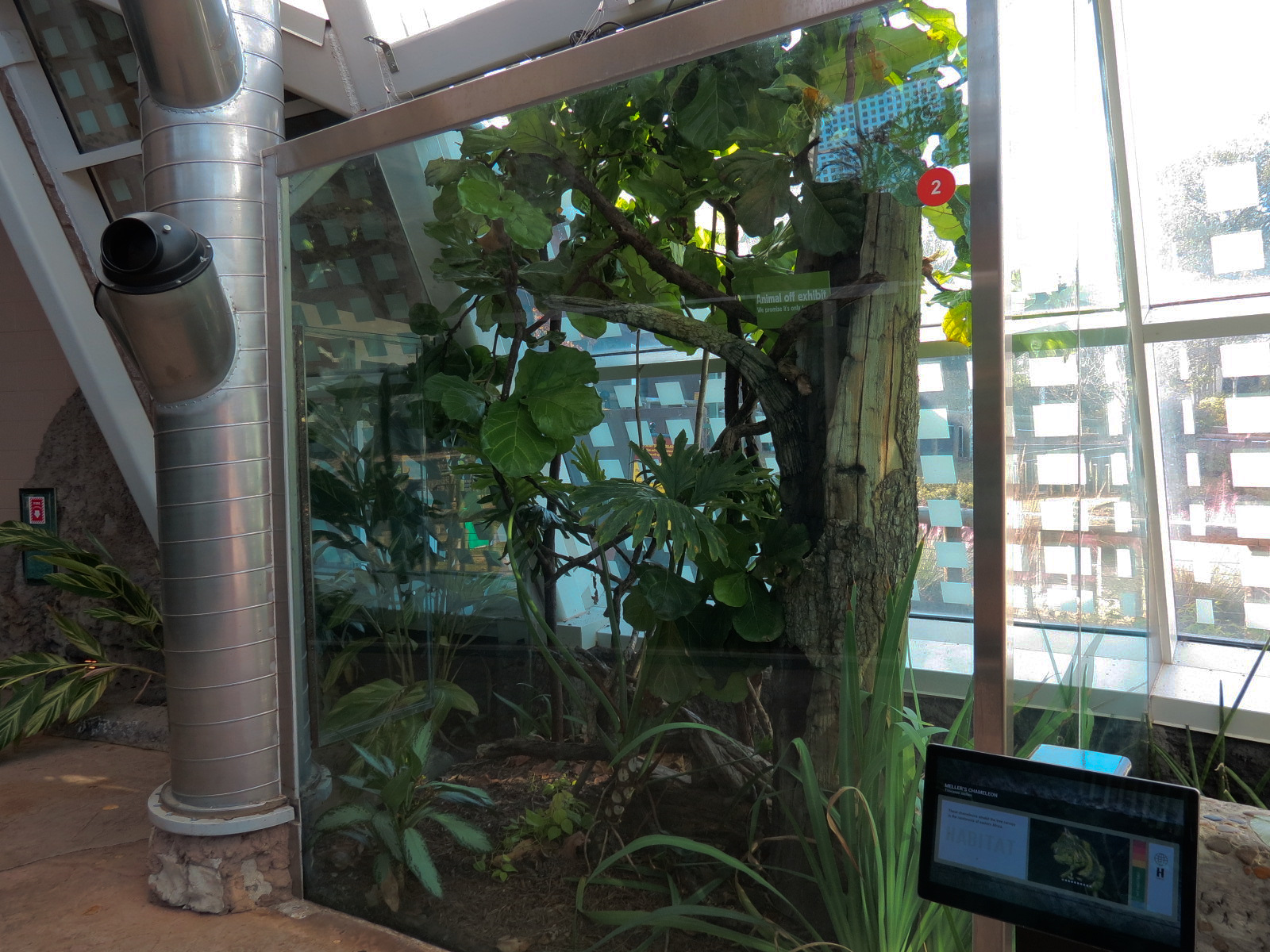 Scaly Slimy Spectacular - Meller's Chameleon Exhibit