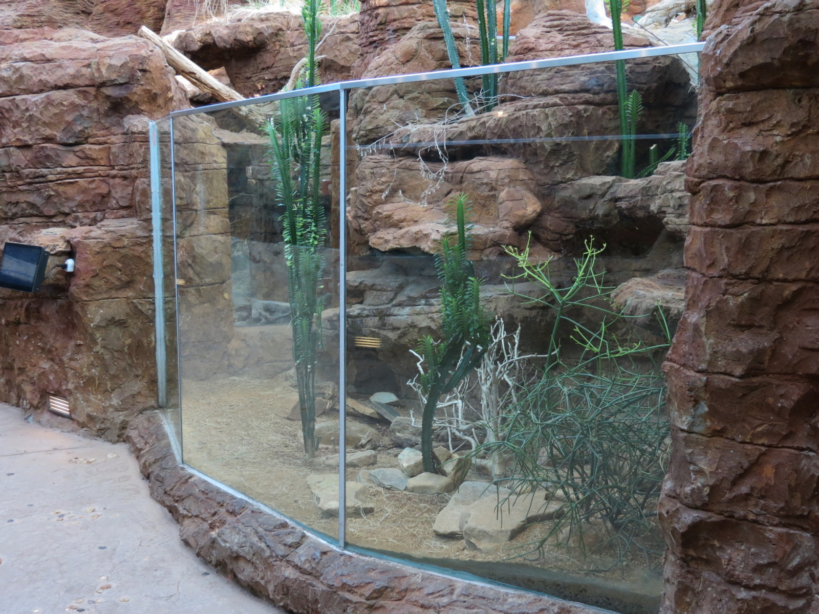 Scaly Slimy Spectacular - Pancake Tortoise Exhibit
