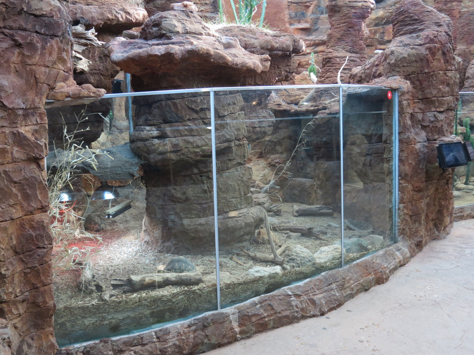Scaly Slimy Spectacular - Radiated Tortoise Exhibit
