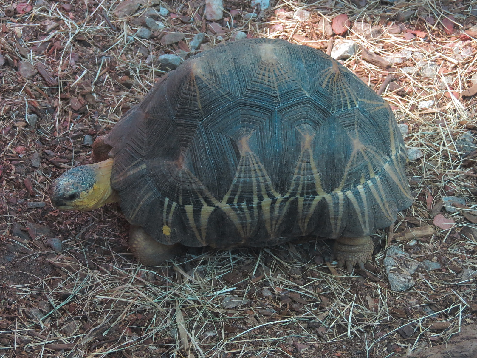 Scaly Slimy Spectacular - Radiated Tortoise Exhibit