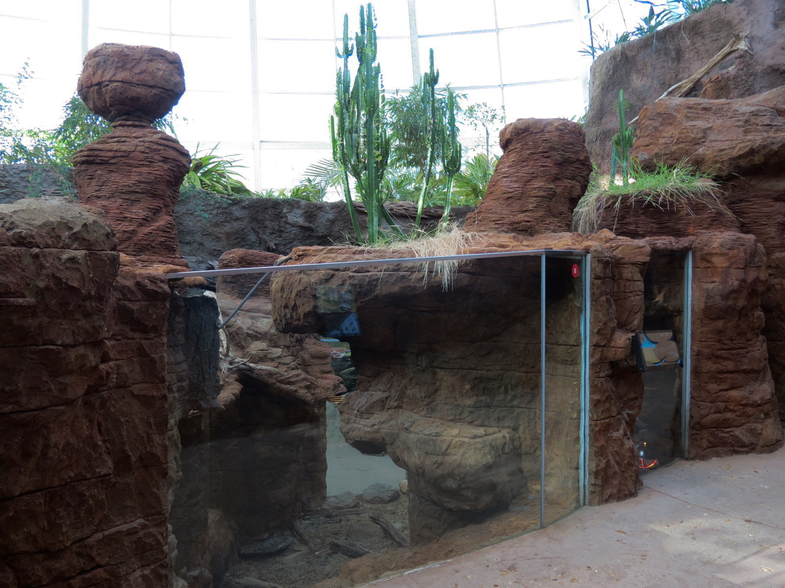 Scaly Slimy Spectacular - Radiated Tortoise Exhibit