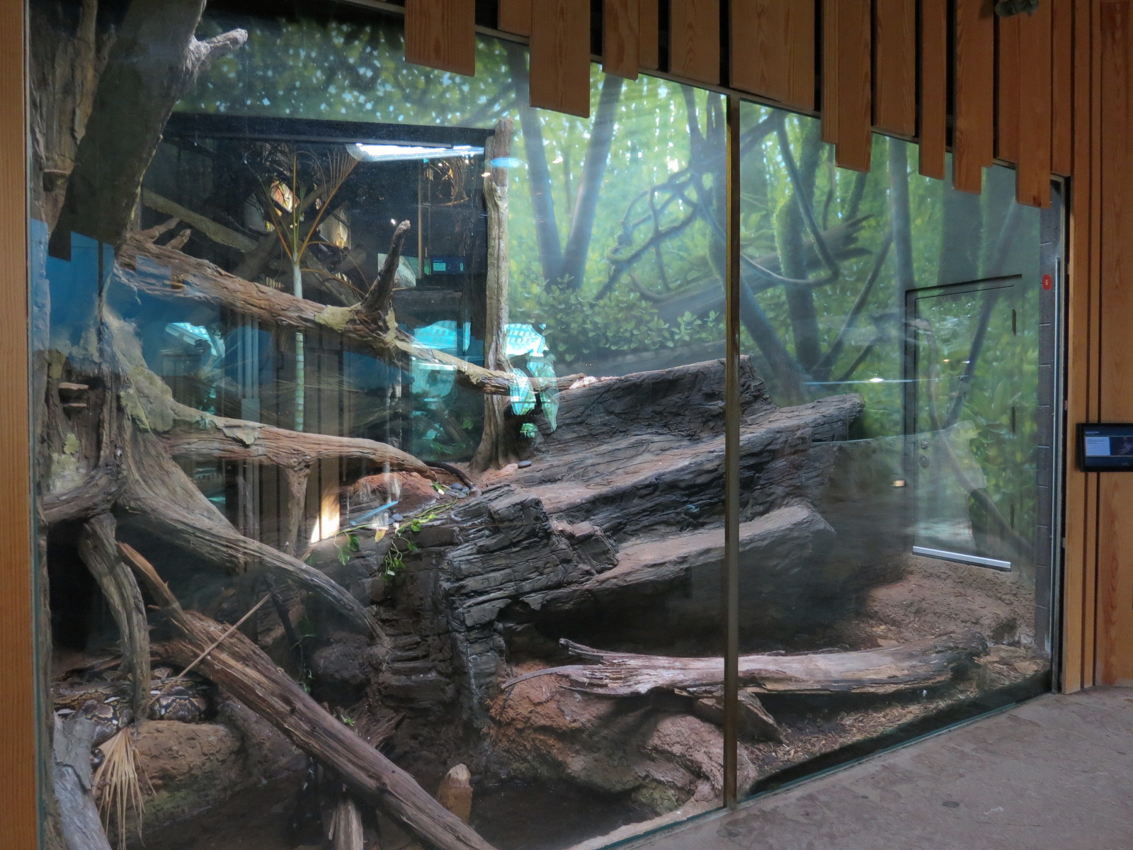 Scaly Slimy Spectacular - Reticulated Python and Red Blood Python Exhibit