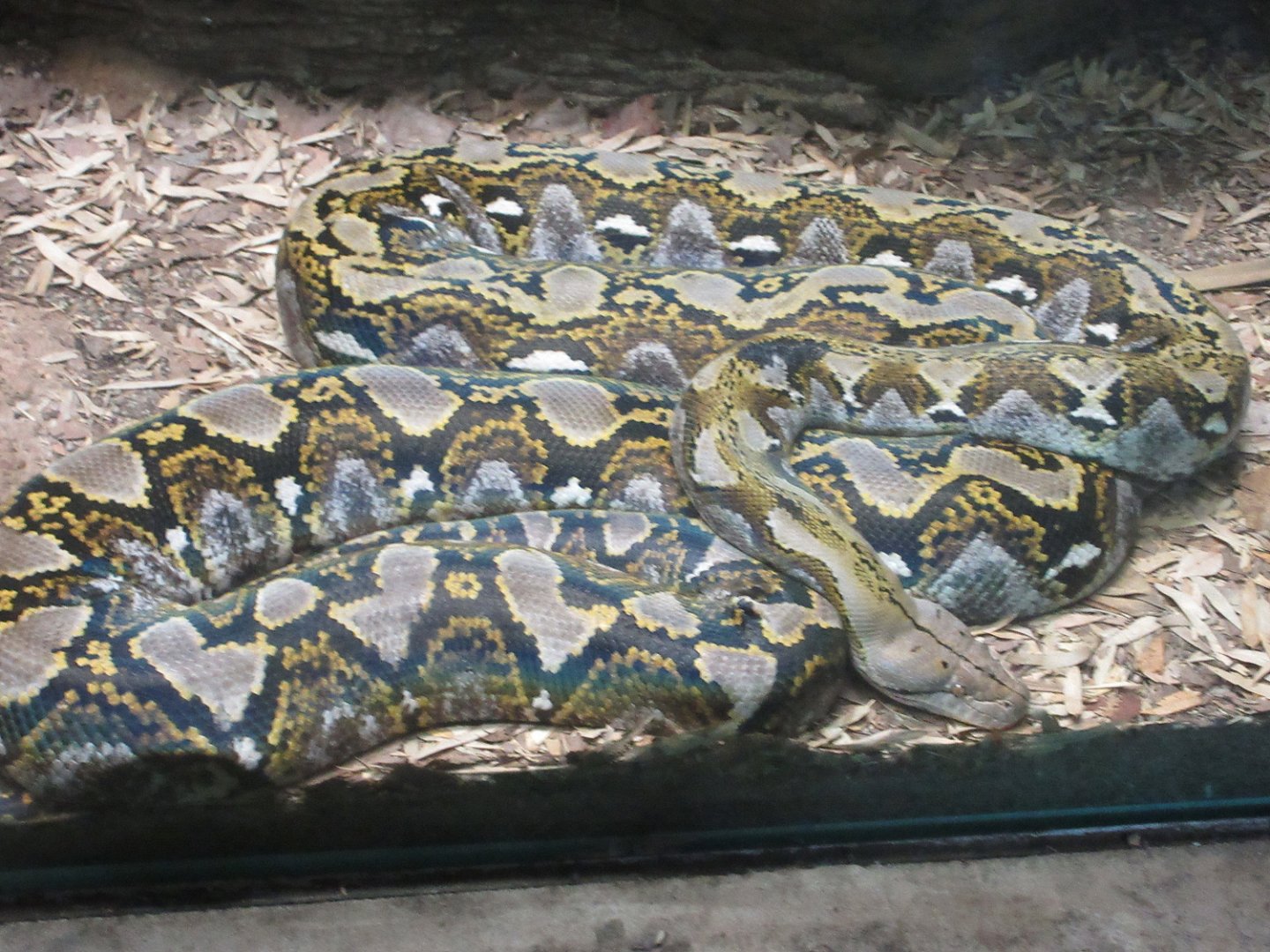 Scaly, Slimy, Spectacular - Reticulated Python (Python reticulatus)