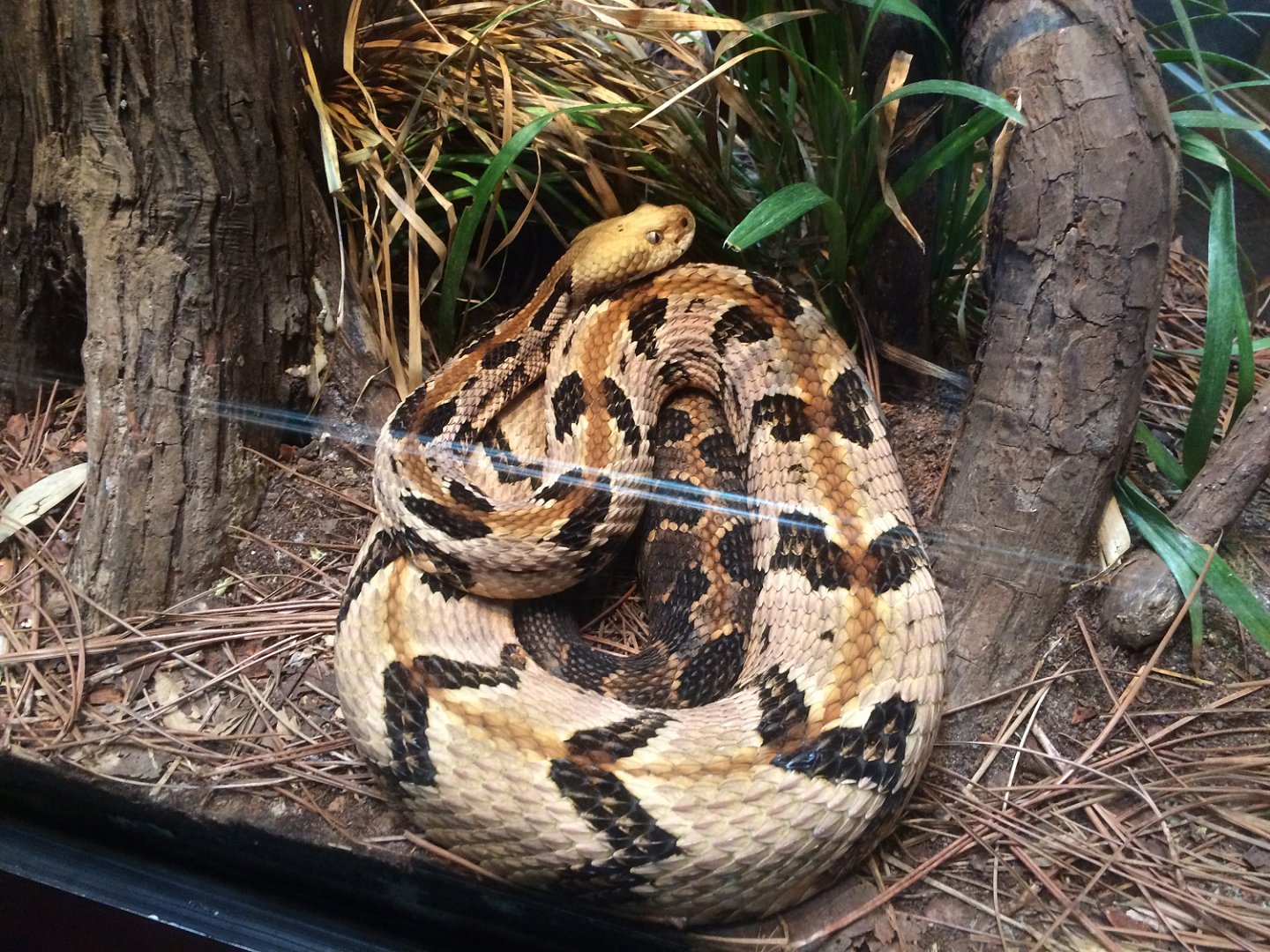 Scaly, Slimy, Spectacular - Timber Rattlesnake (Crotalus horridus)