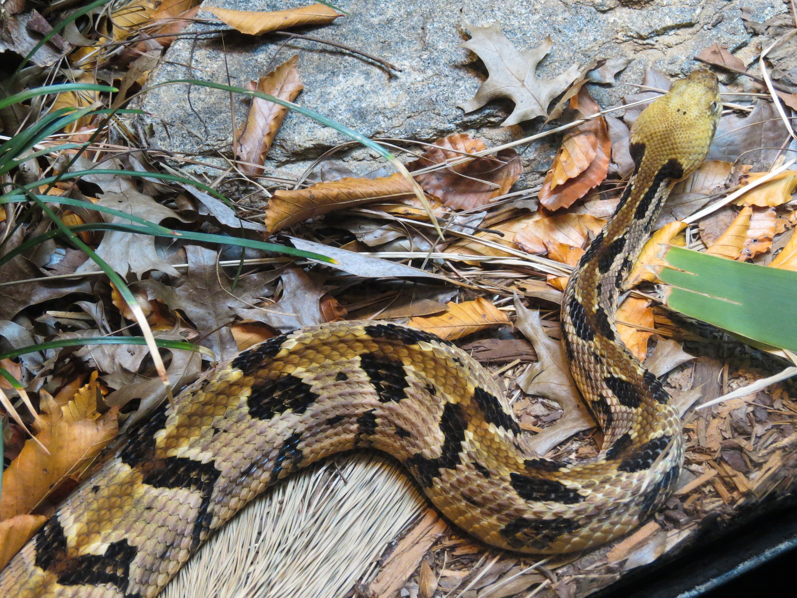 Scaly Slimy Spectacular - Timber Rattlesnake Exhibit