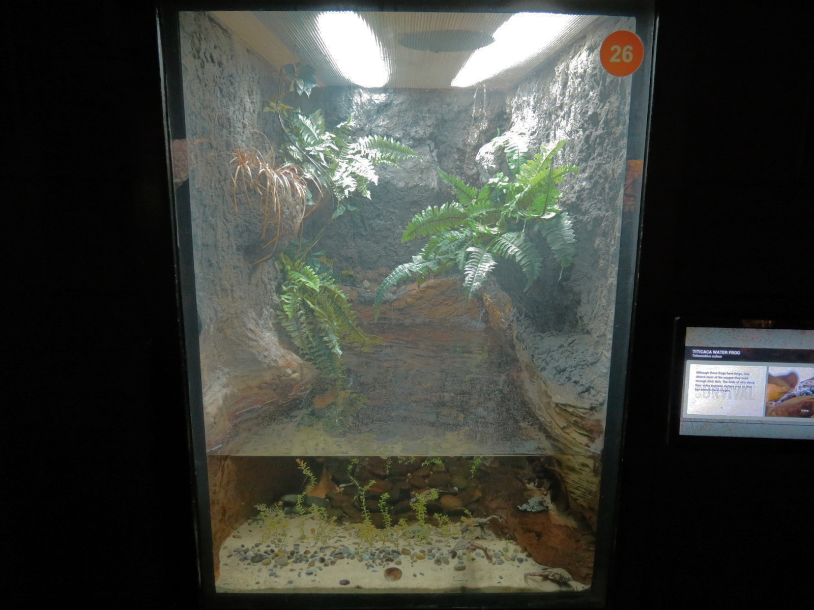 Scaly Slimy Spectacular - Titicaca Water Frog Exhibit